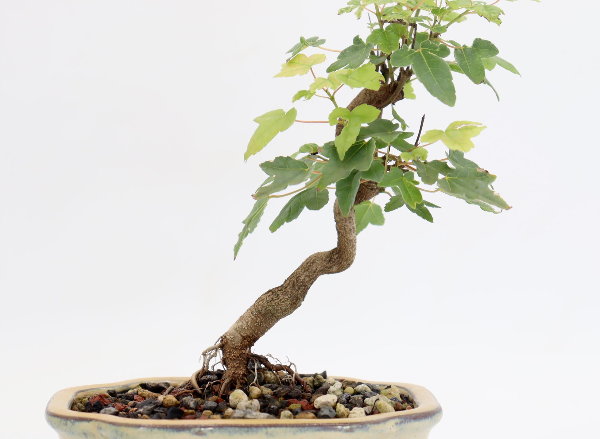 Trident Maple in a 6