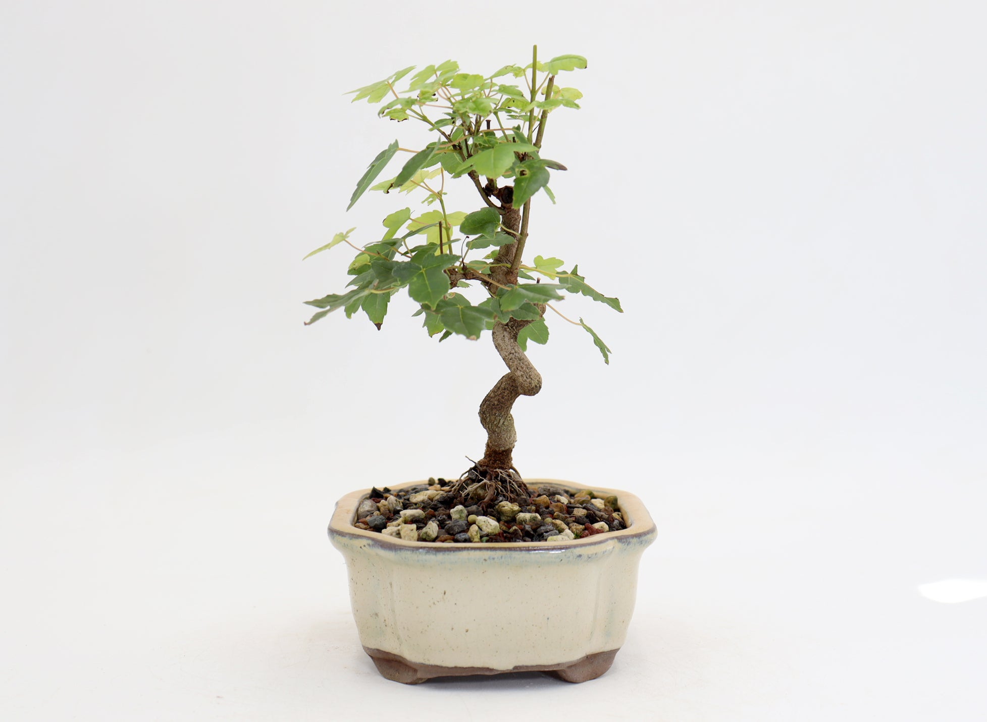 Trident Maple in a 6