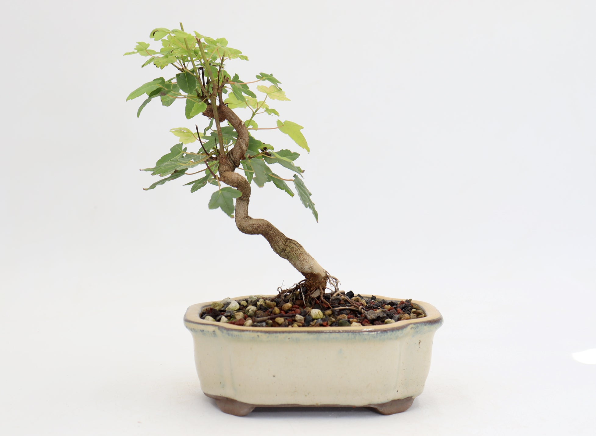 Trident Maple in a 6