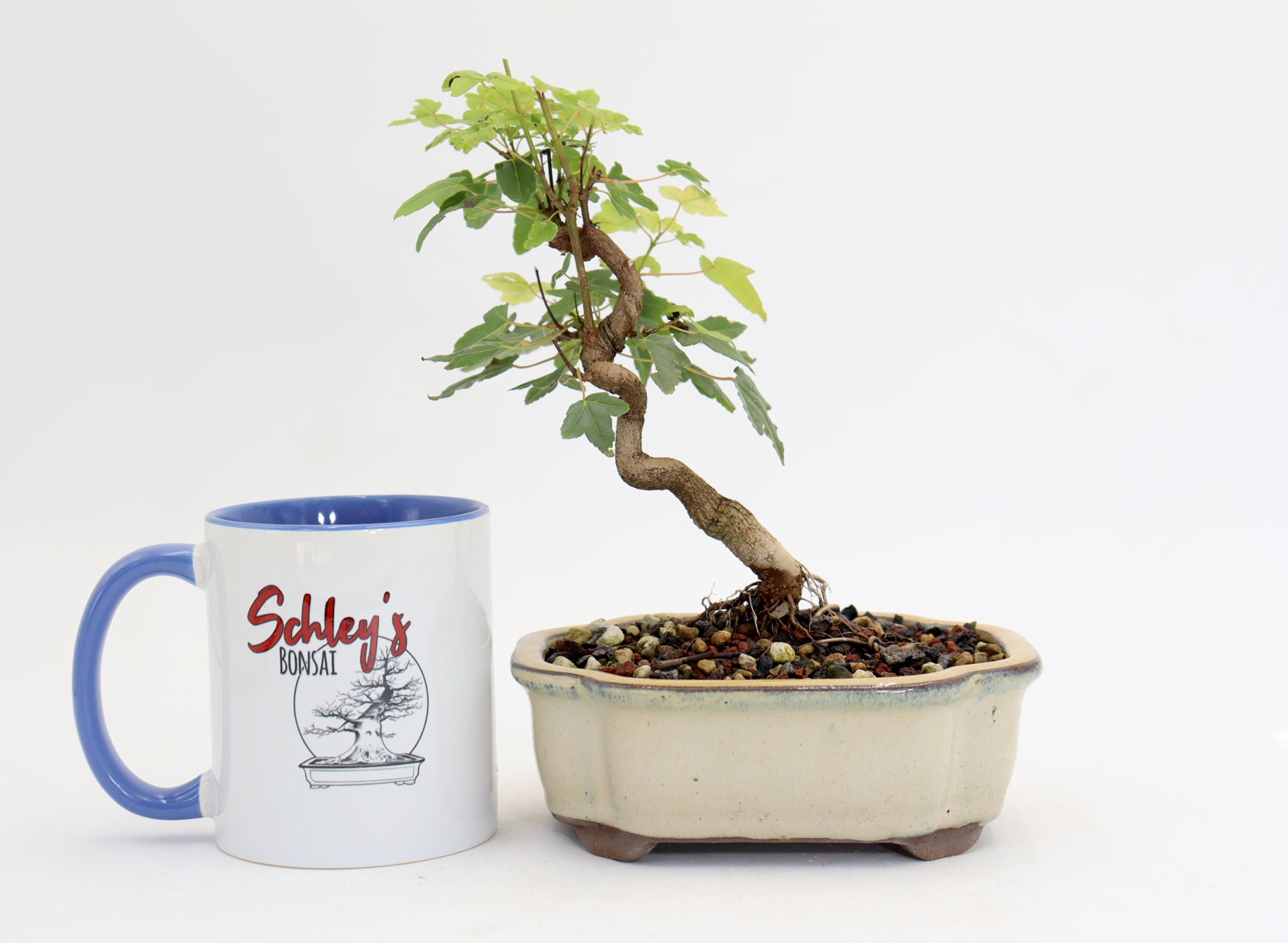 Trident Maple in a 6