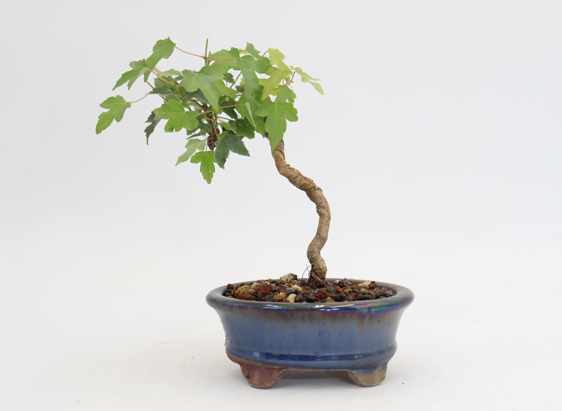 Trident Maple in a 4.5