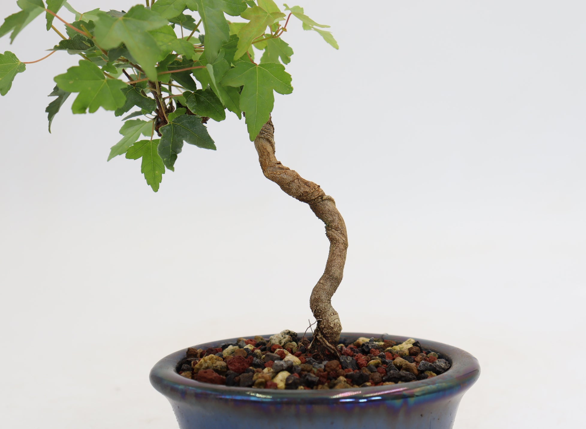 Trident Maple in a 4.5