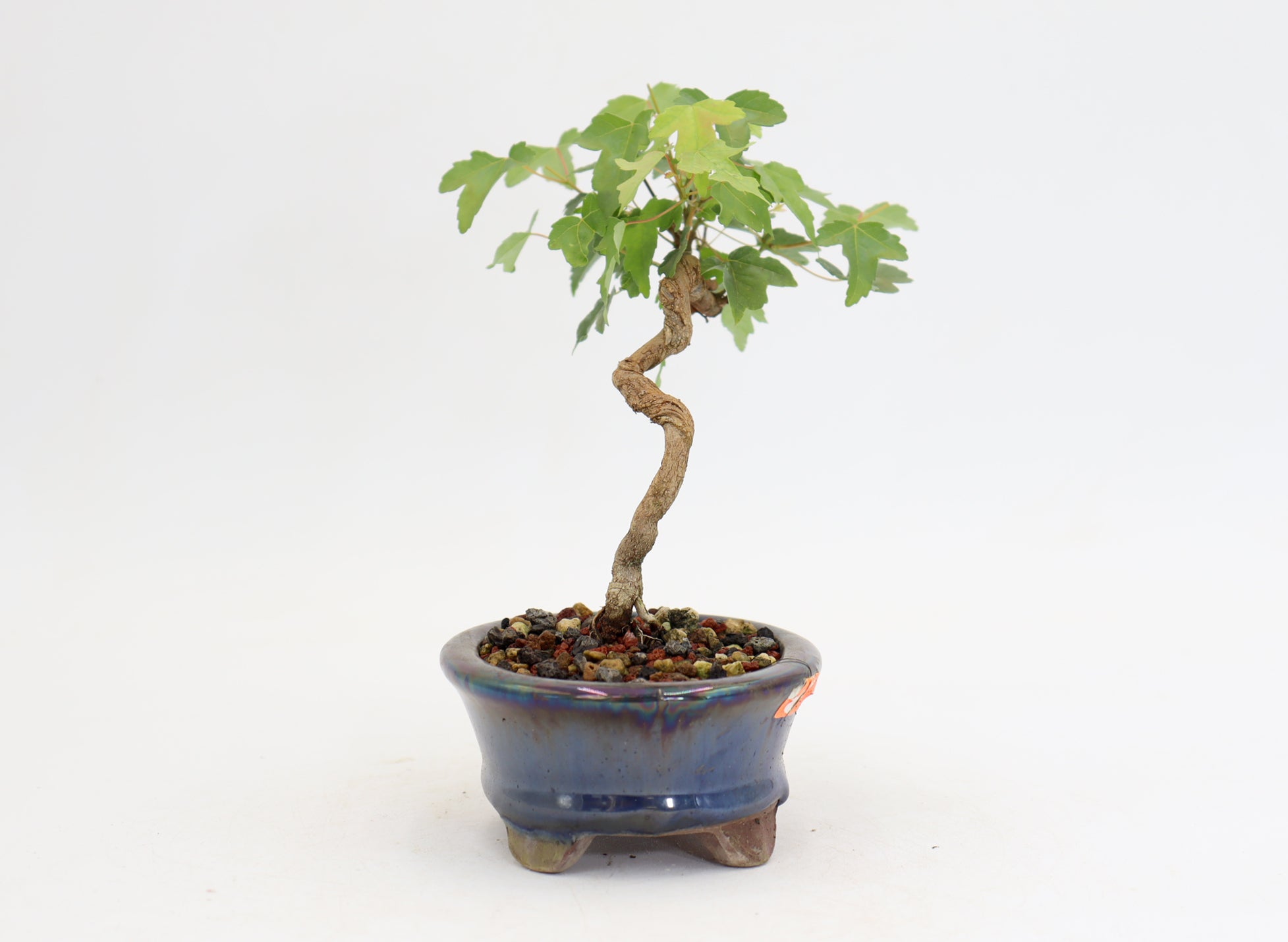 Trident Maple in a 4.5