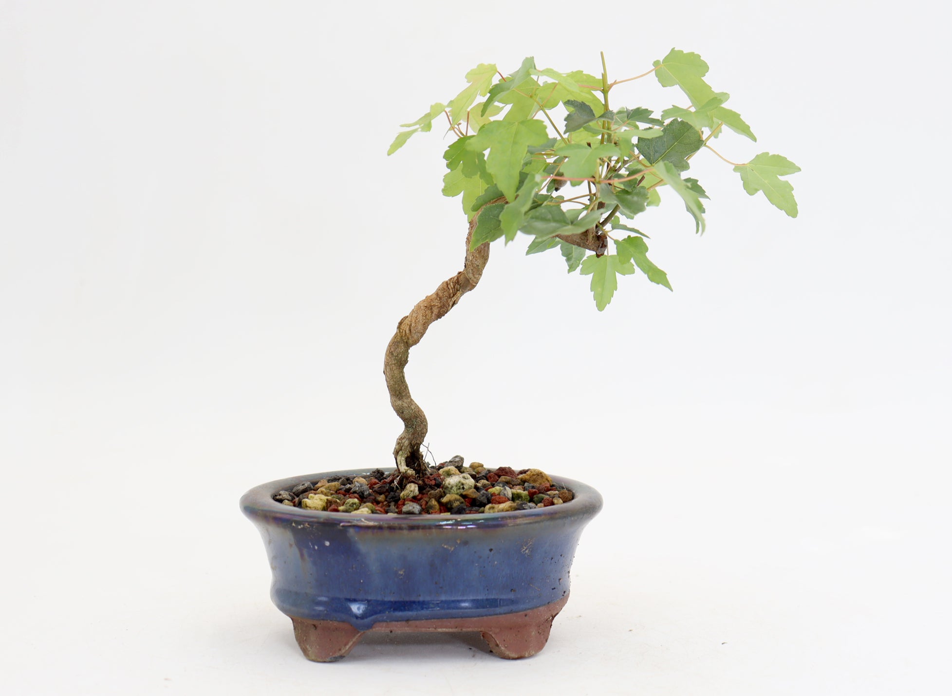 Trident Maple in a 4.5
