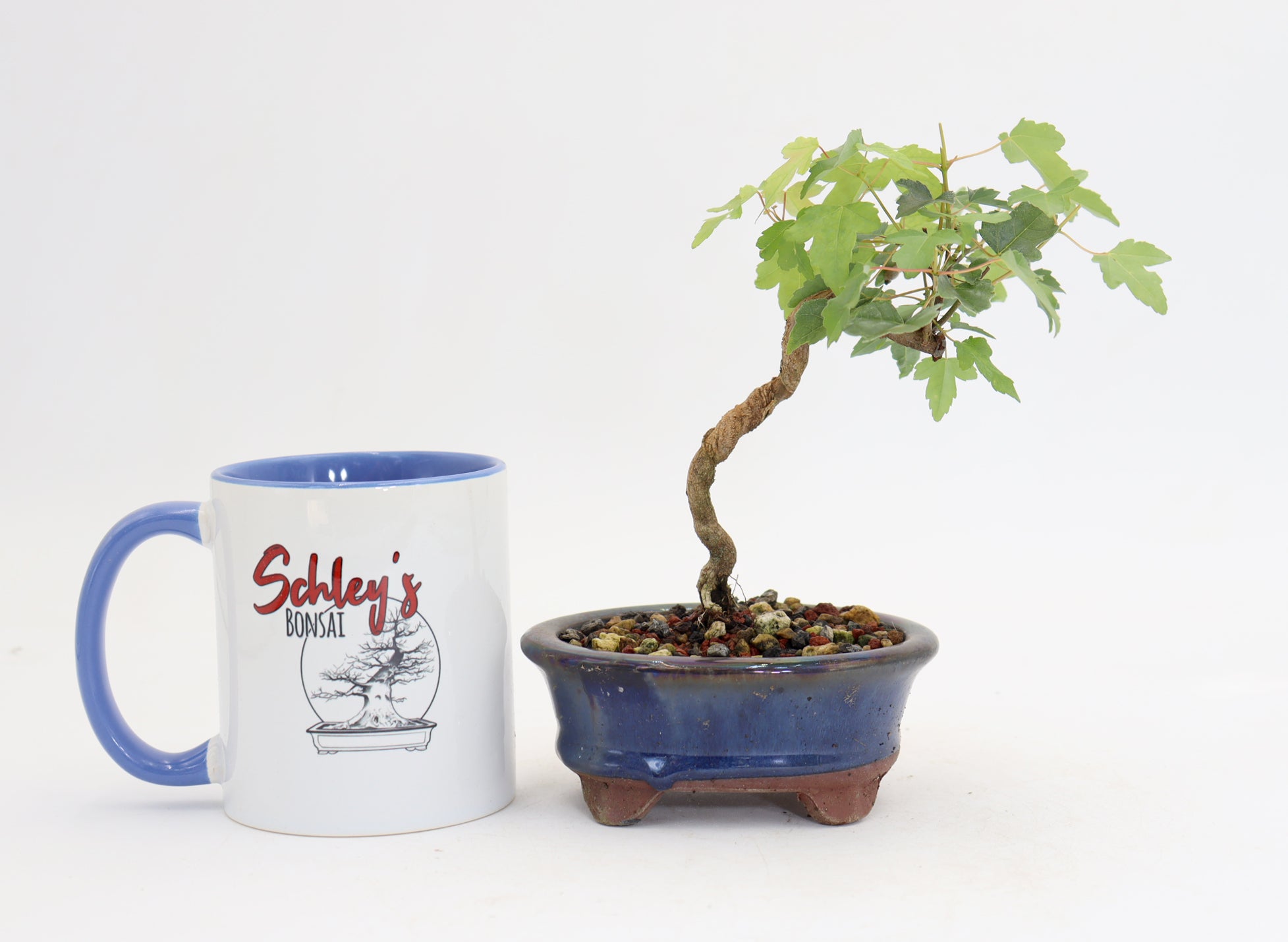 Trident Maple in a 4.5