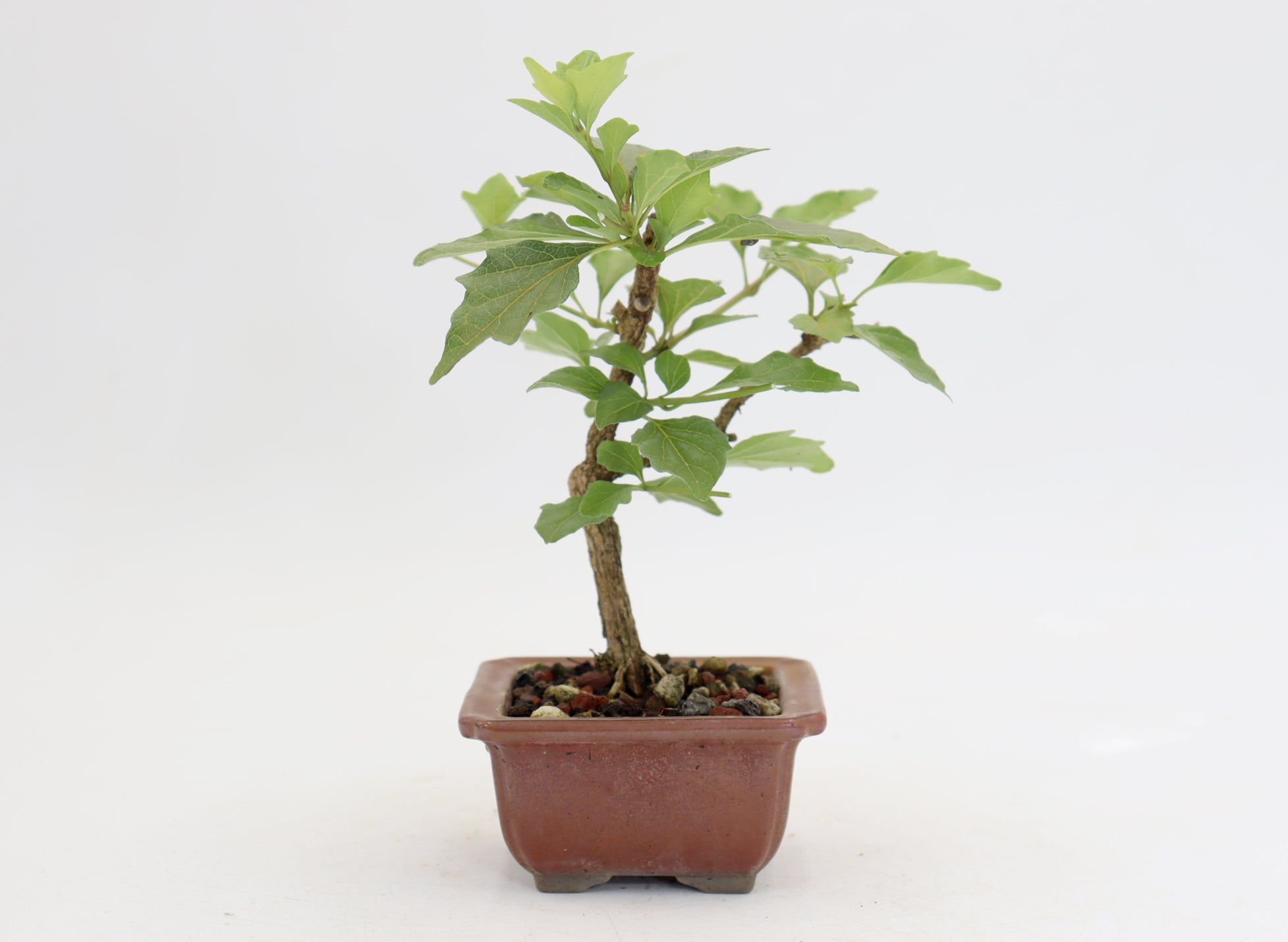 Musk Maple in a 3.5