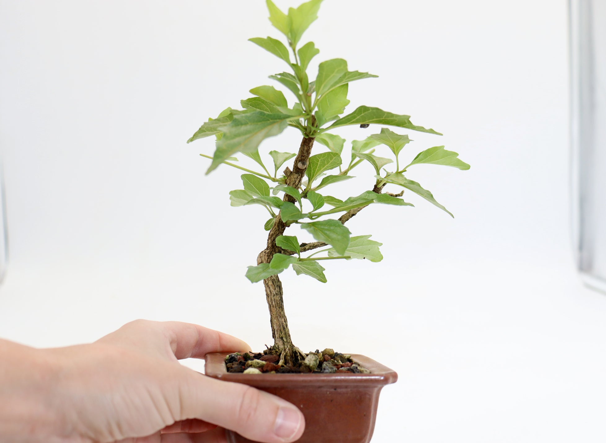 Musk Maple in a 3.5