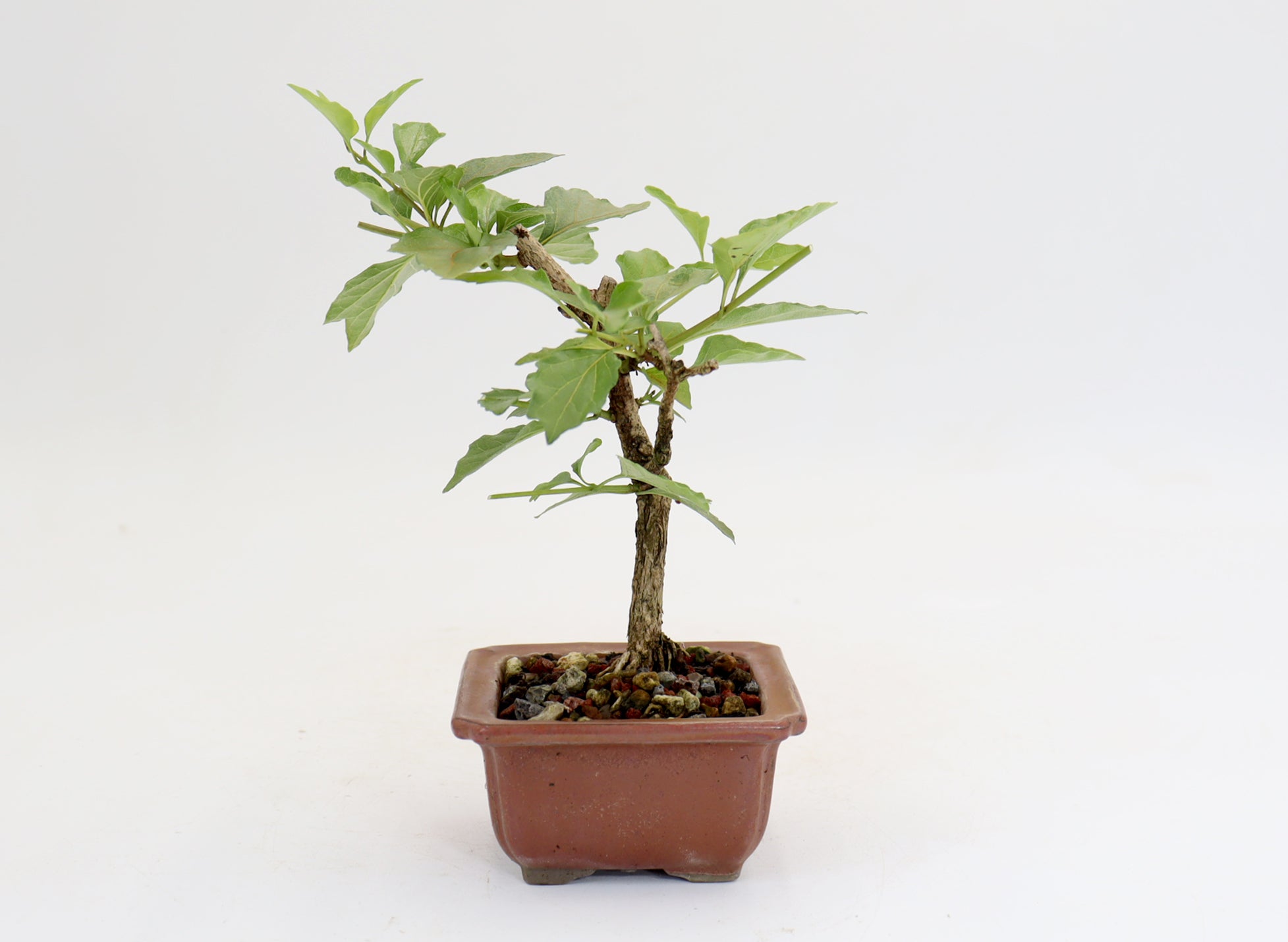 Musk Maple in a 3.5