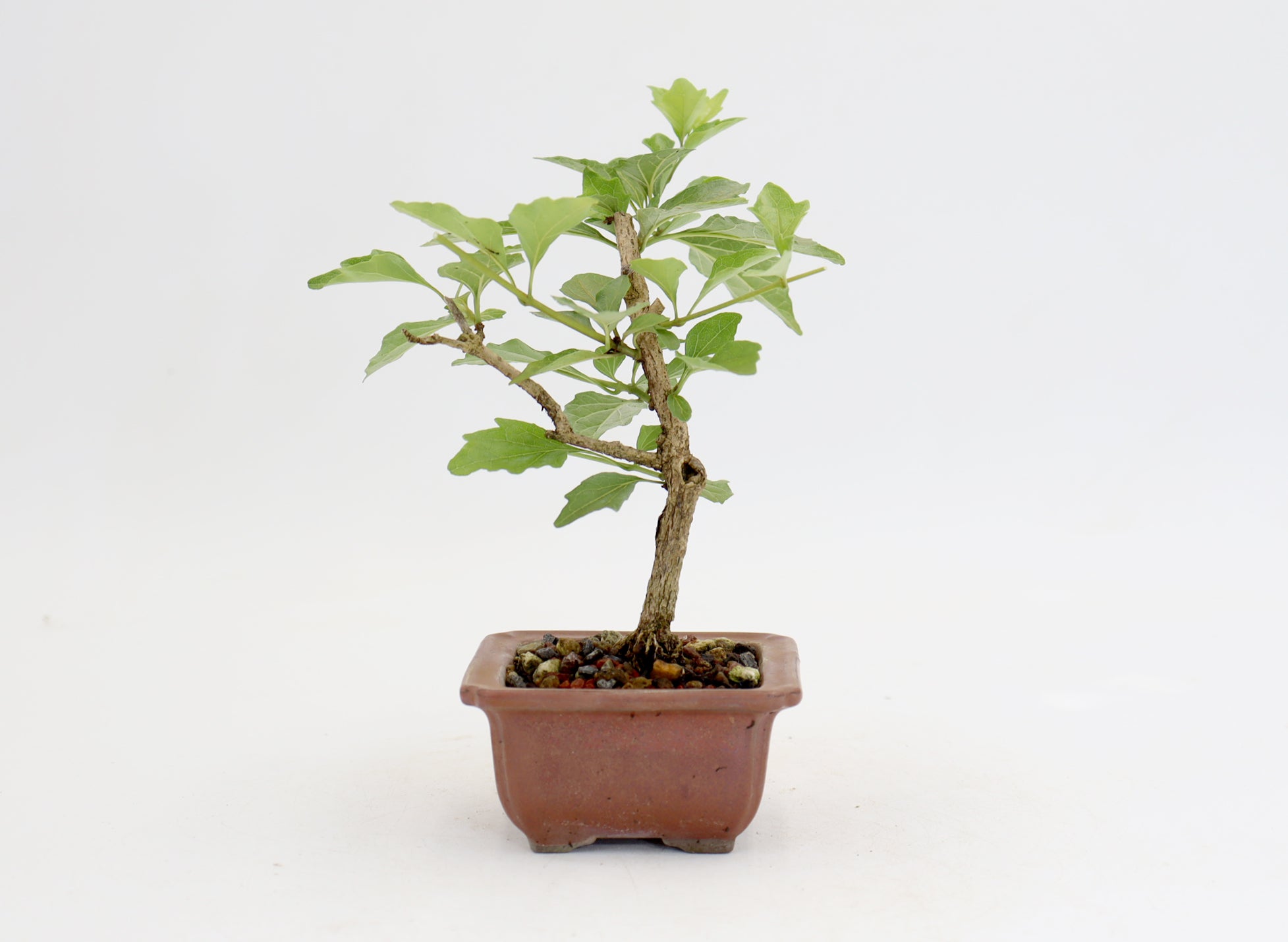 Musk Maple in a 3.5