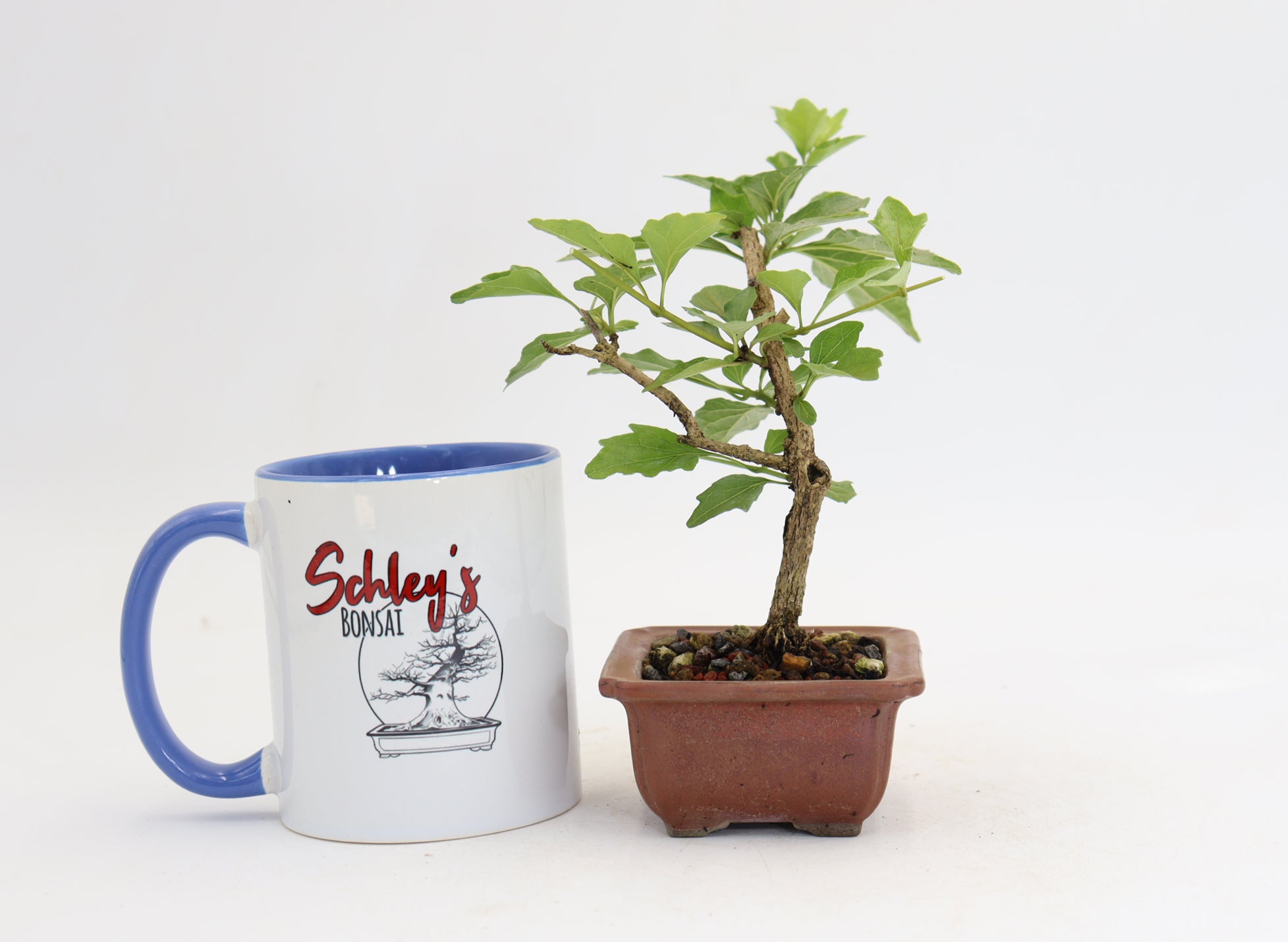 Musk Maple in a 3.5
