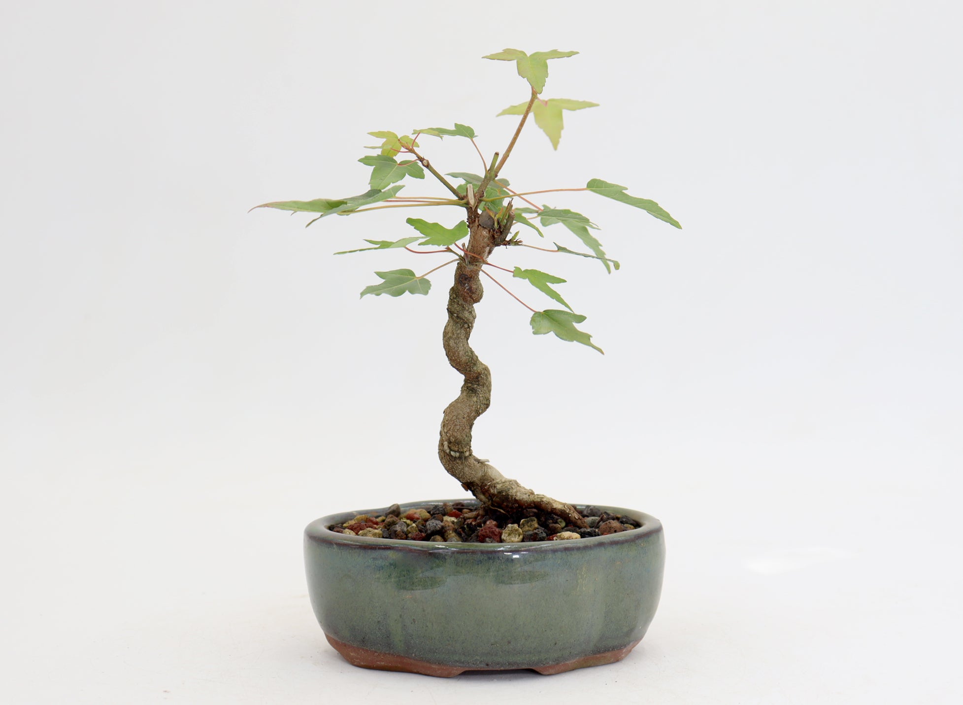 Trident Maple in a 5