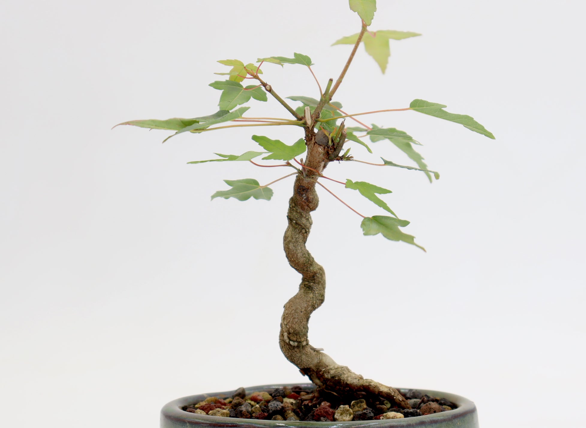 Trident Maple in a 5