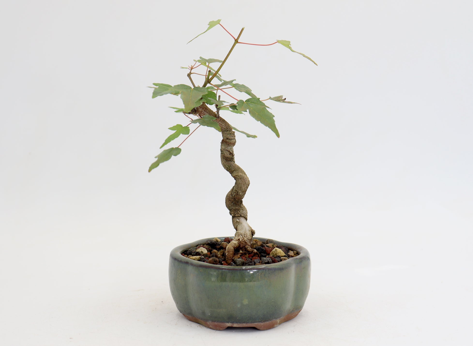 Trident Maple in a 5