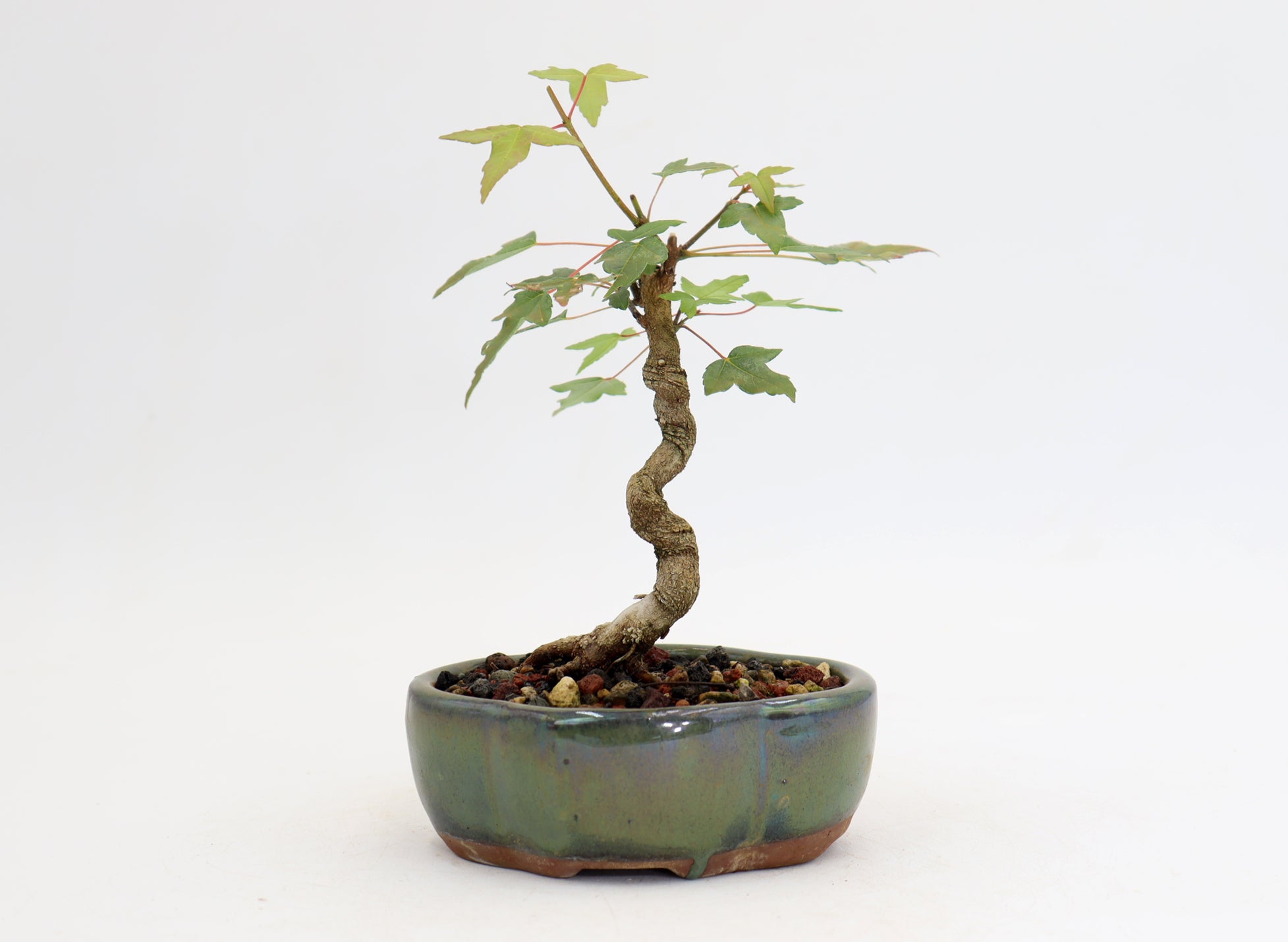 Trident Maple in a 5