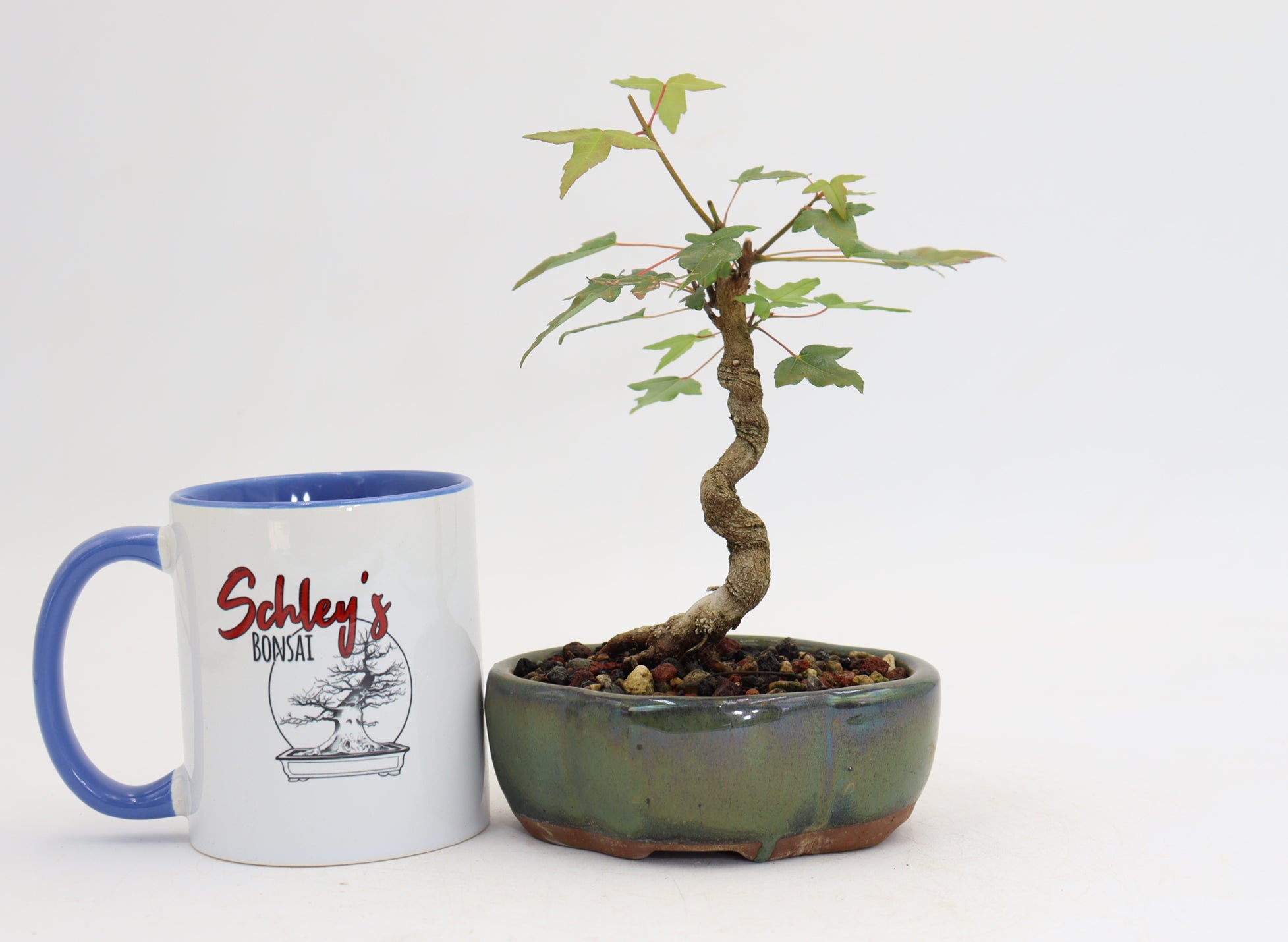Trident Maple in a 5