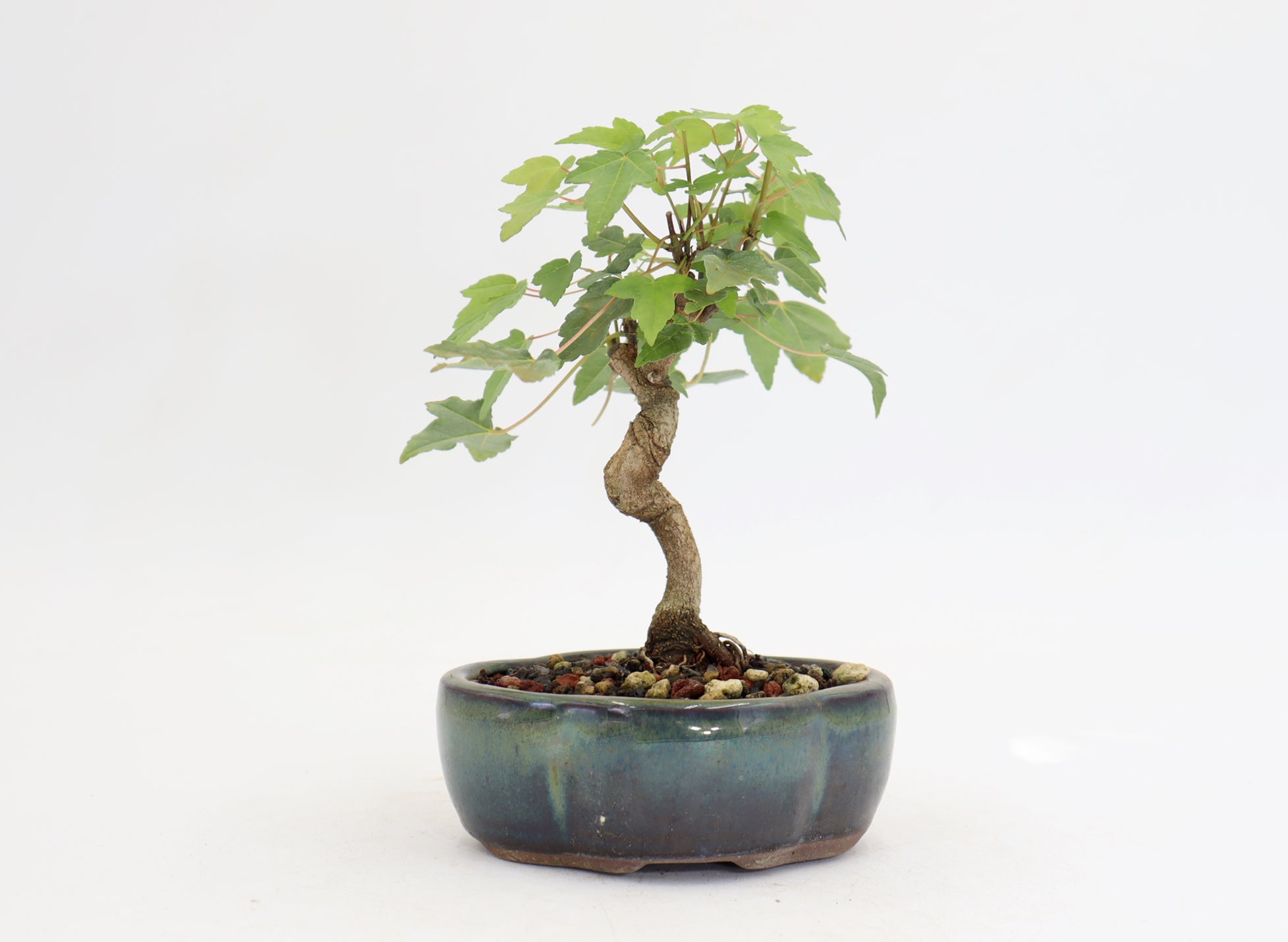 Trident Maple in a 5