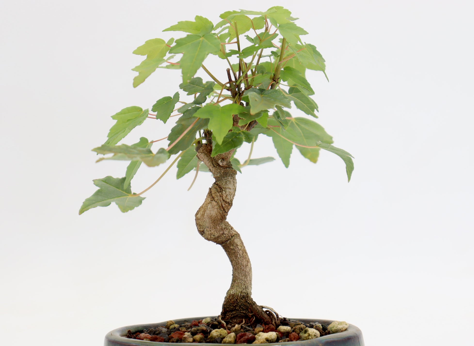 Trident Maple in a 5