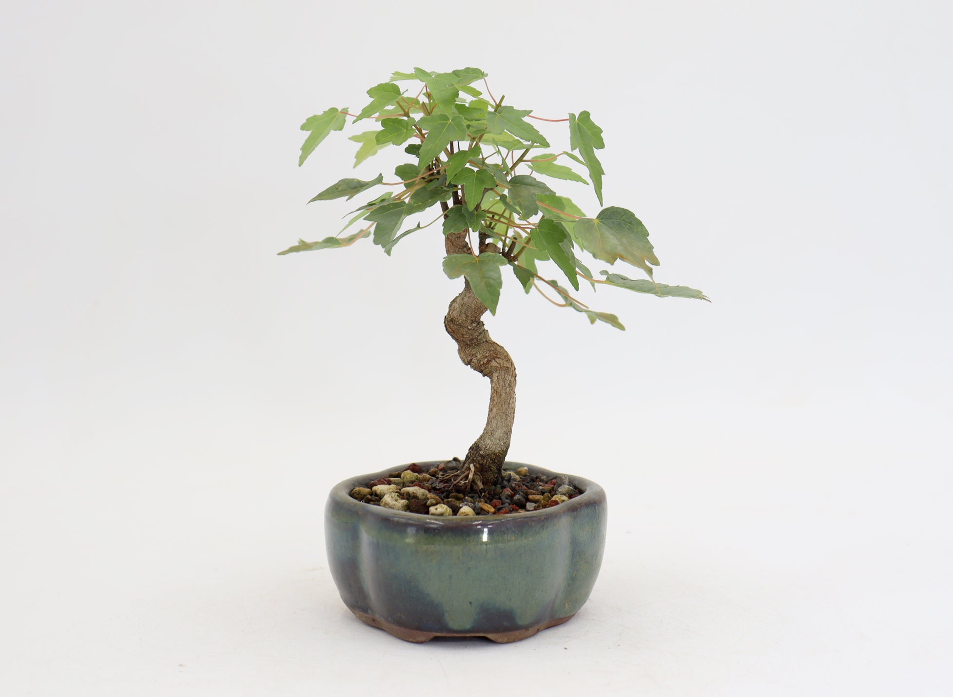 Trident Maple in a 5