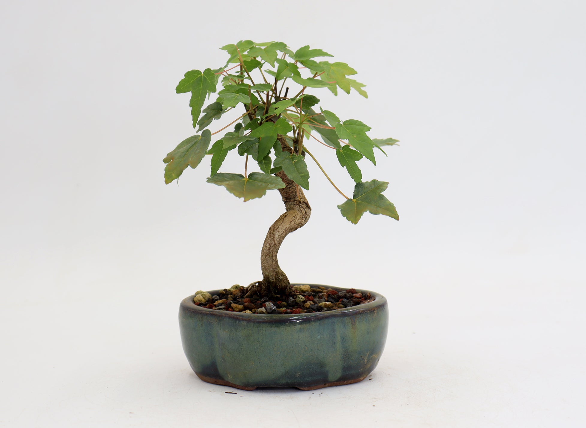 Trident Maple in a 5