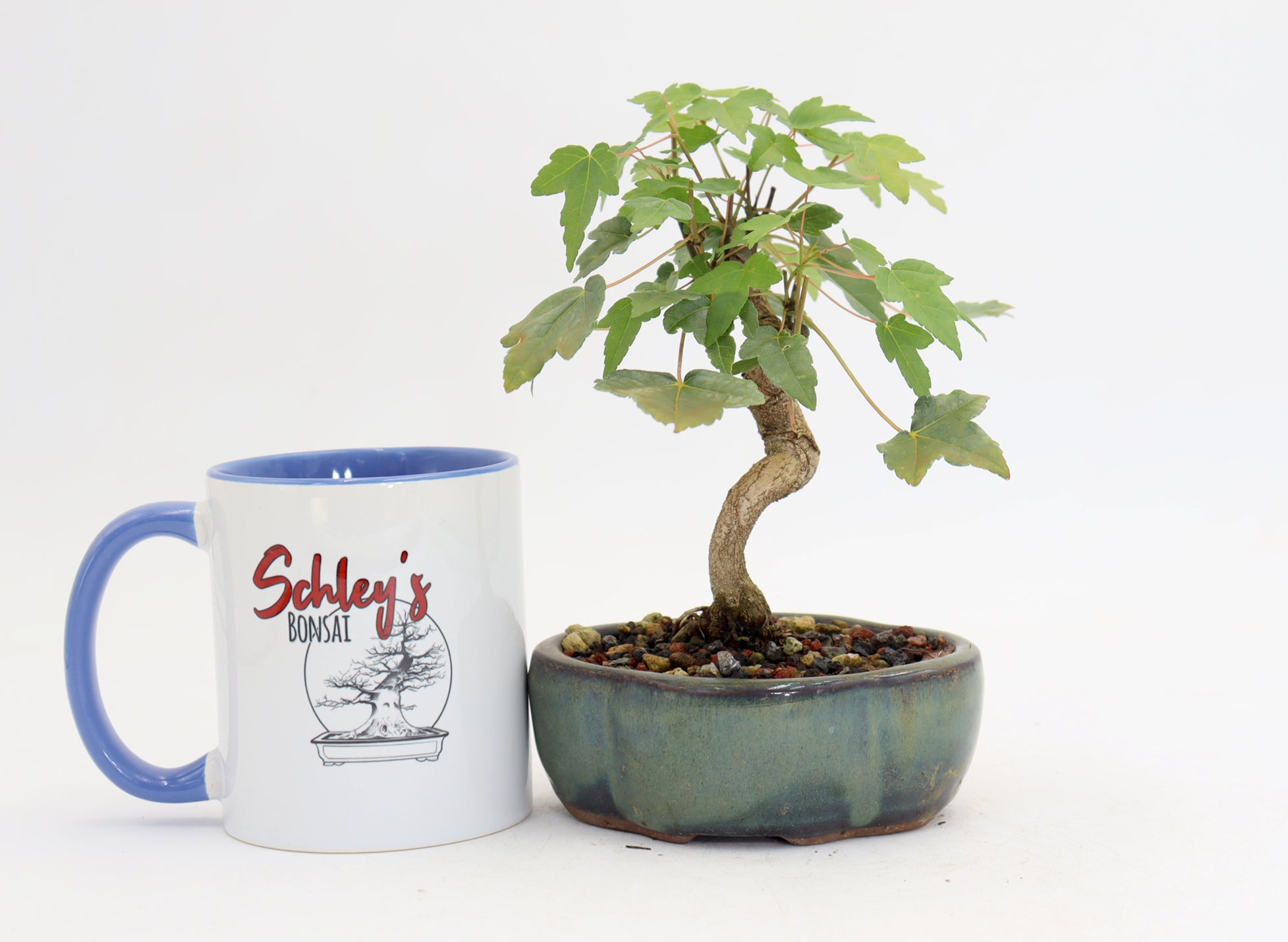 Trident Maple in a 5