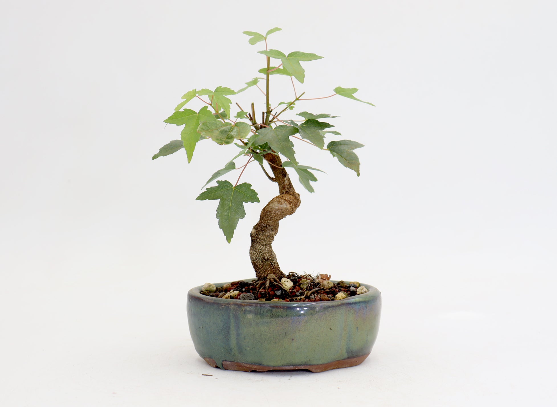Trident Maple in a 5
