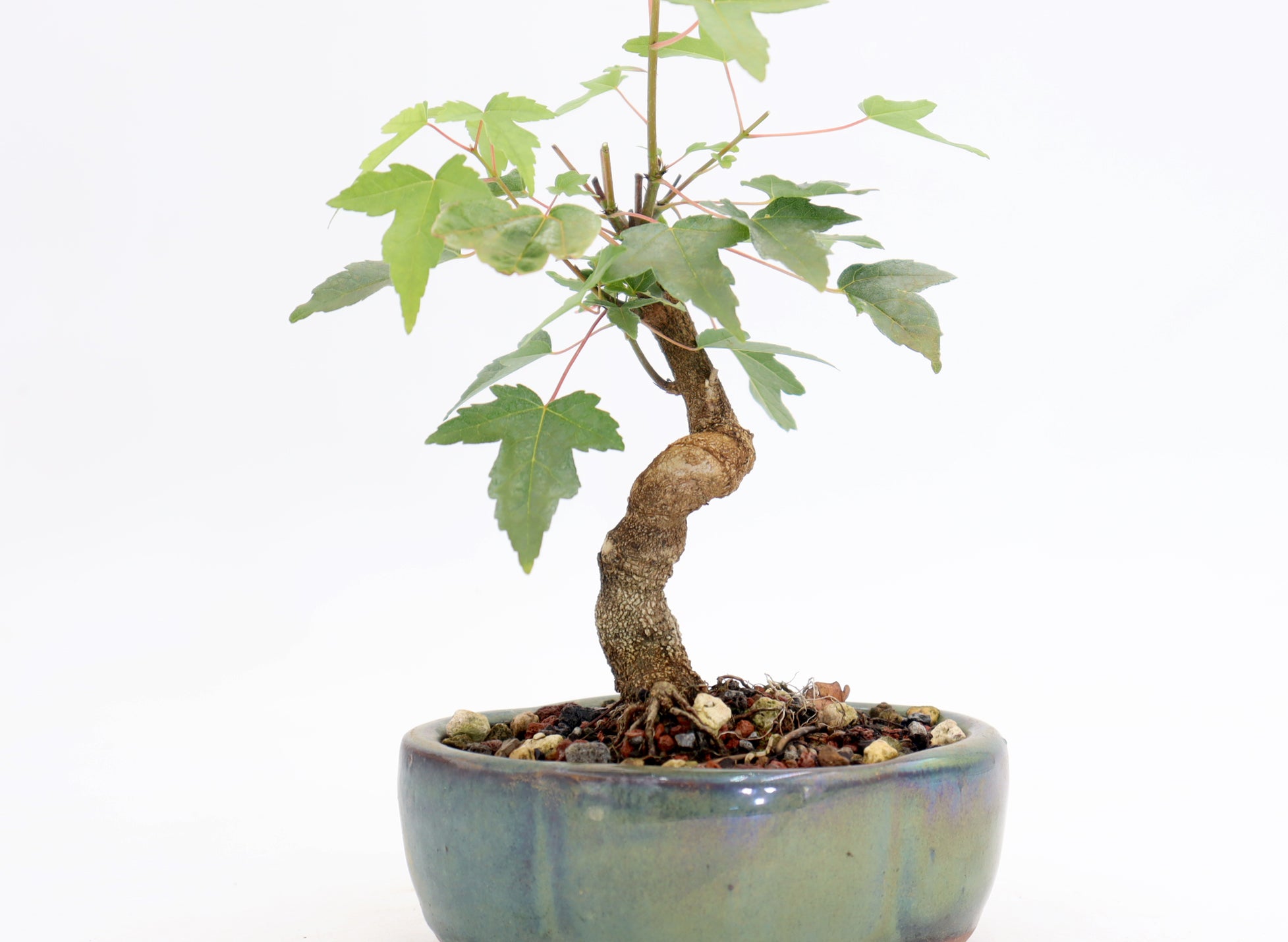 Trident Maple in a 5