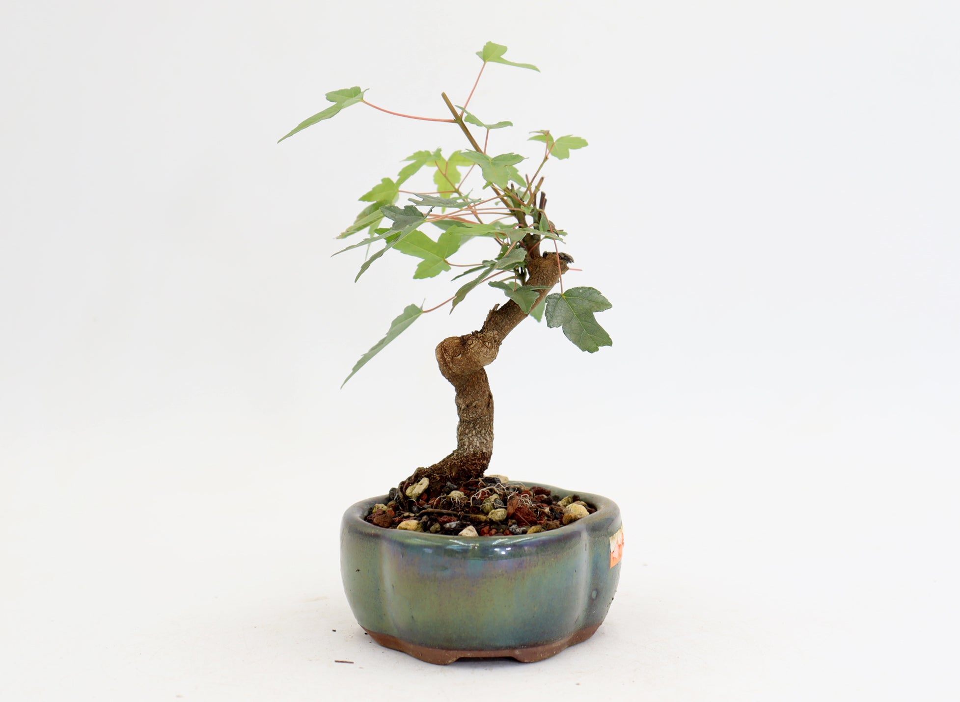 Trident Maple in a 5