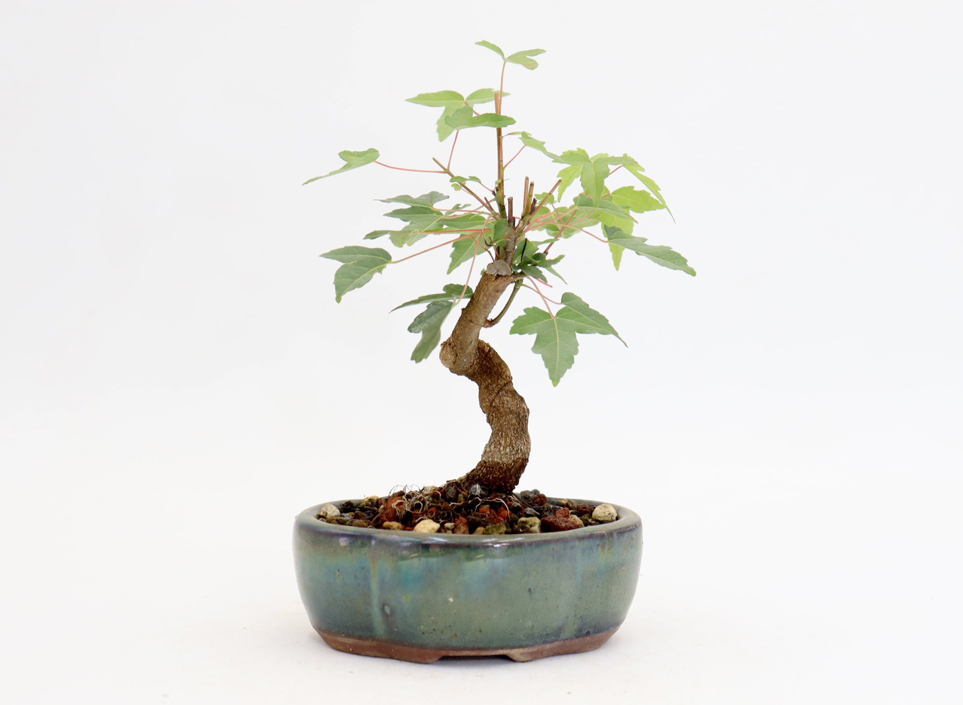 Trident Maple in a 5