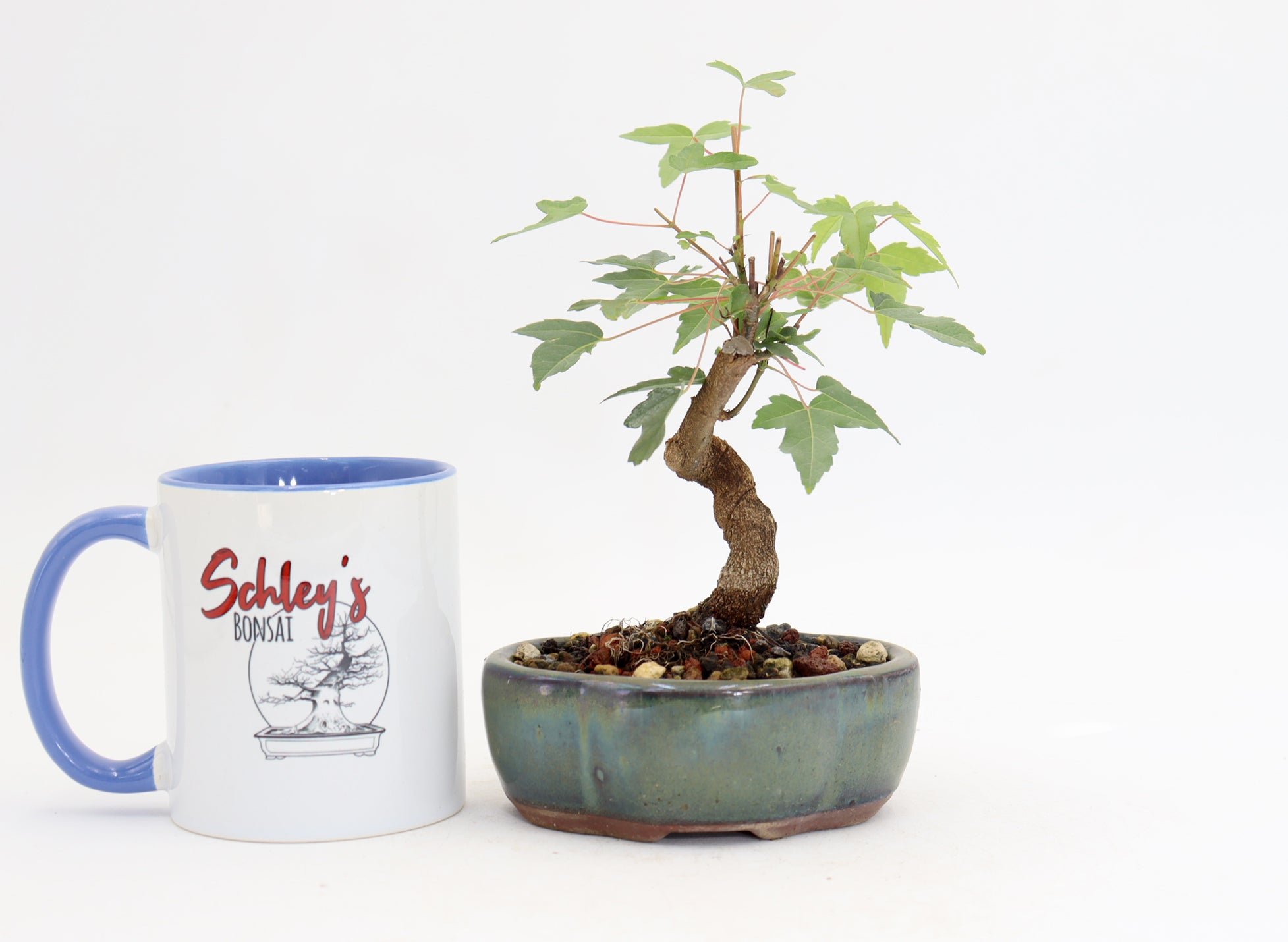 Trident Maple in a 5
