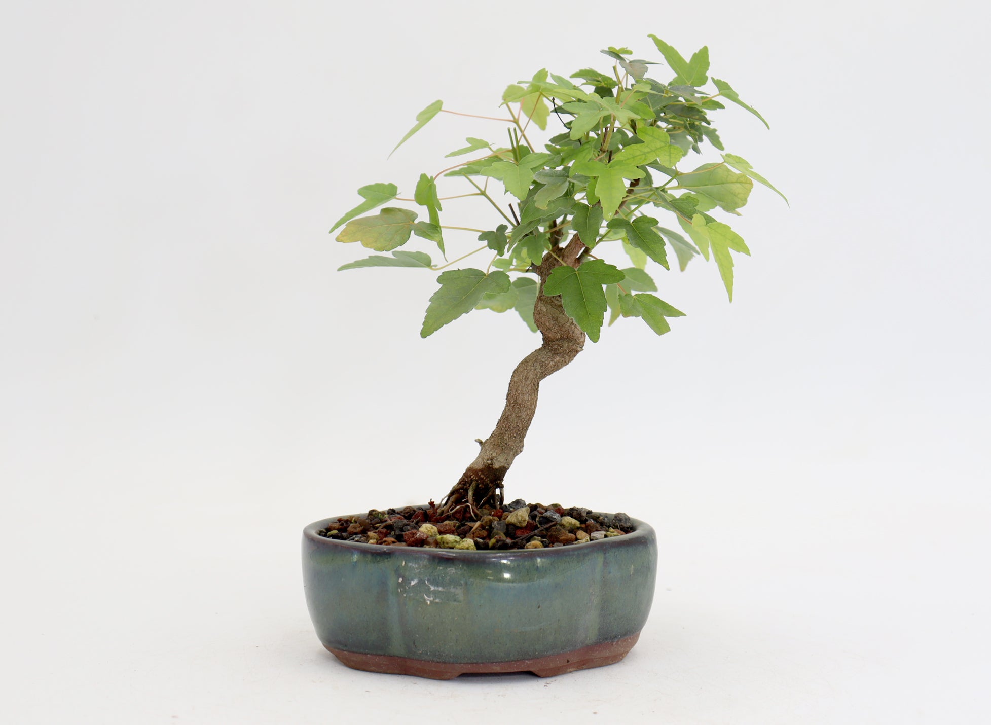 Trident Maple in a 5