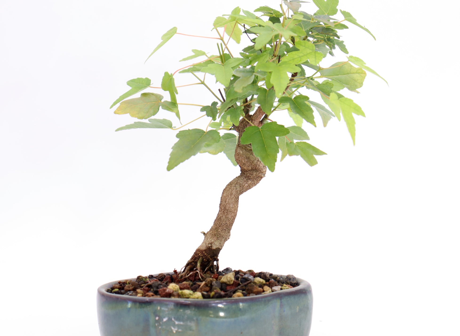 Trident Maple in a 5
