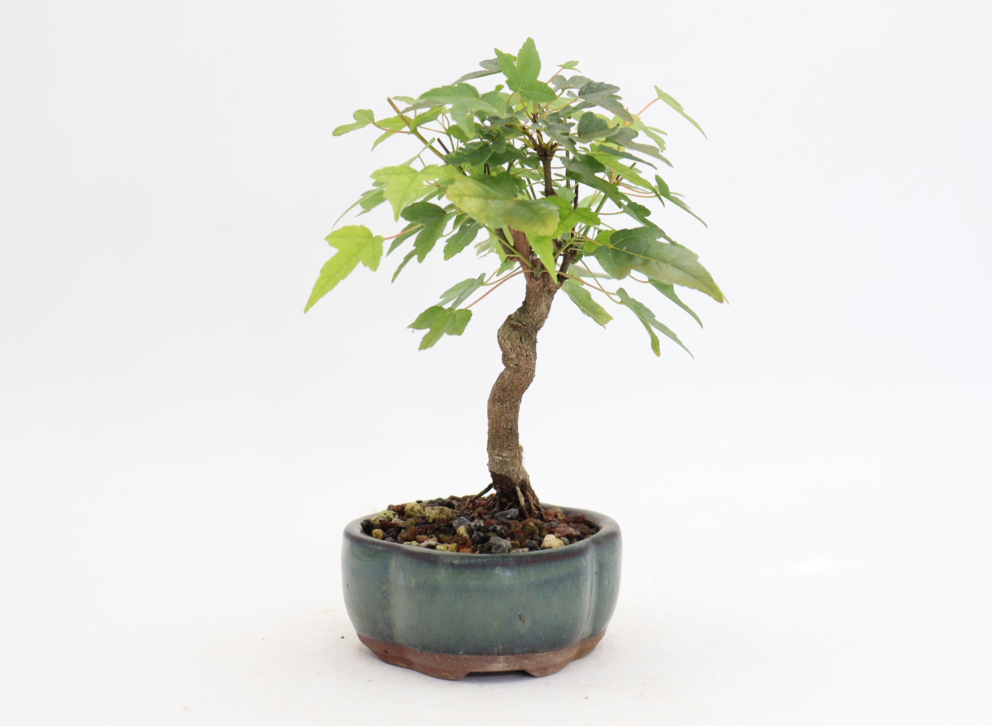 Trident Maple in a 5