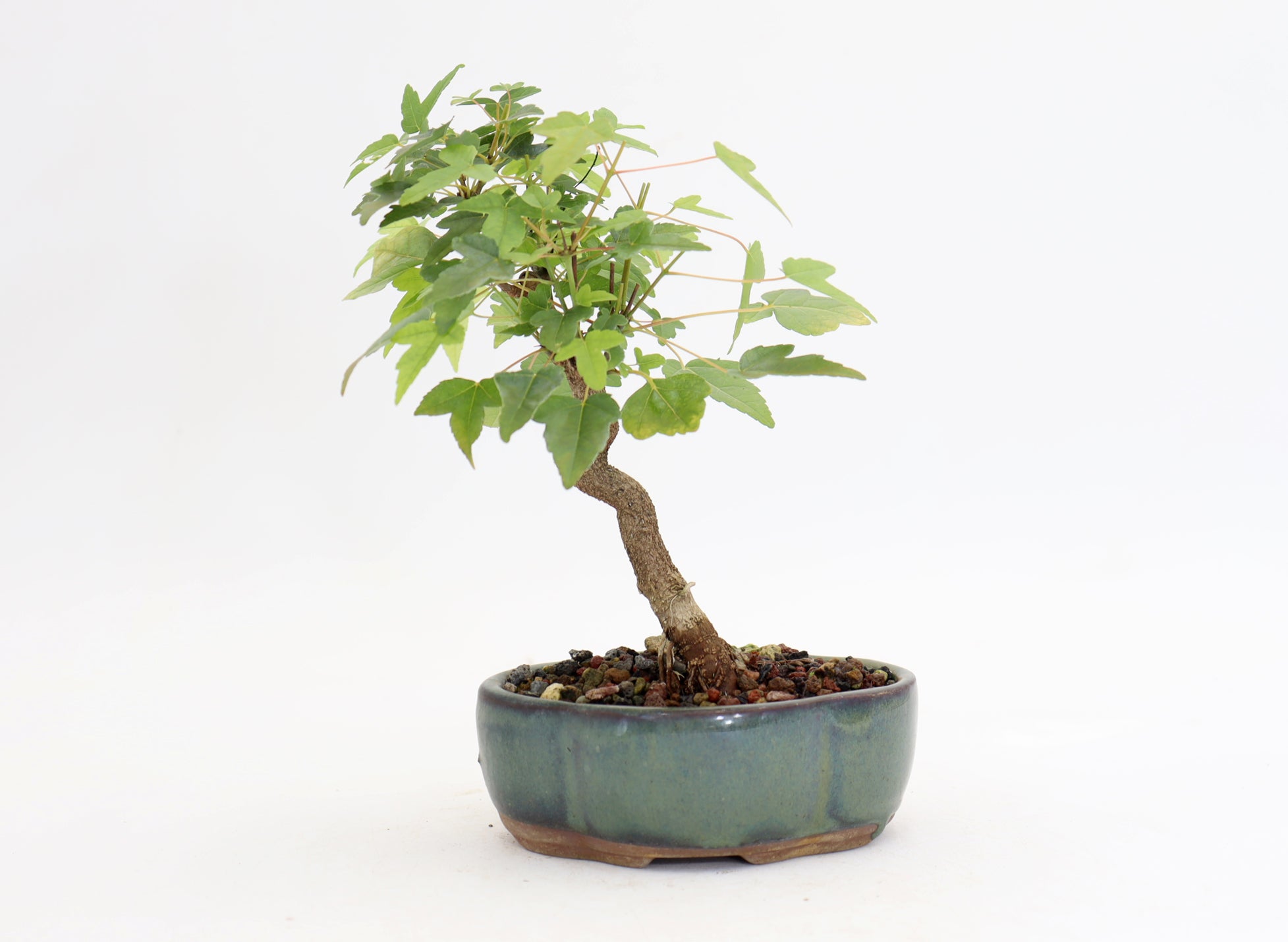 Trident Maple in a 5