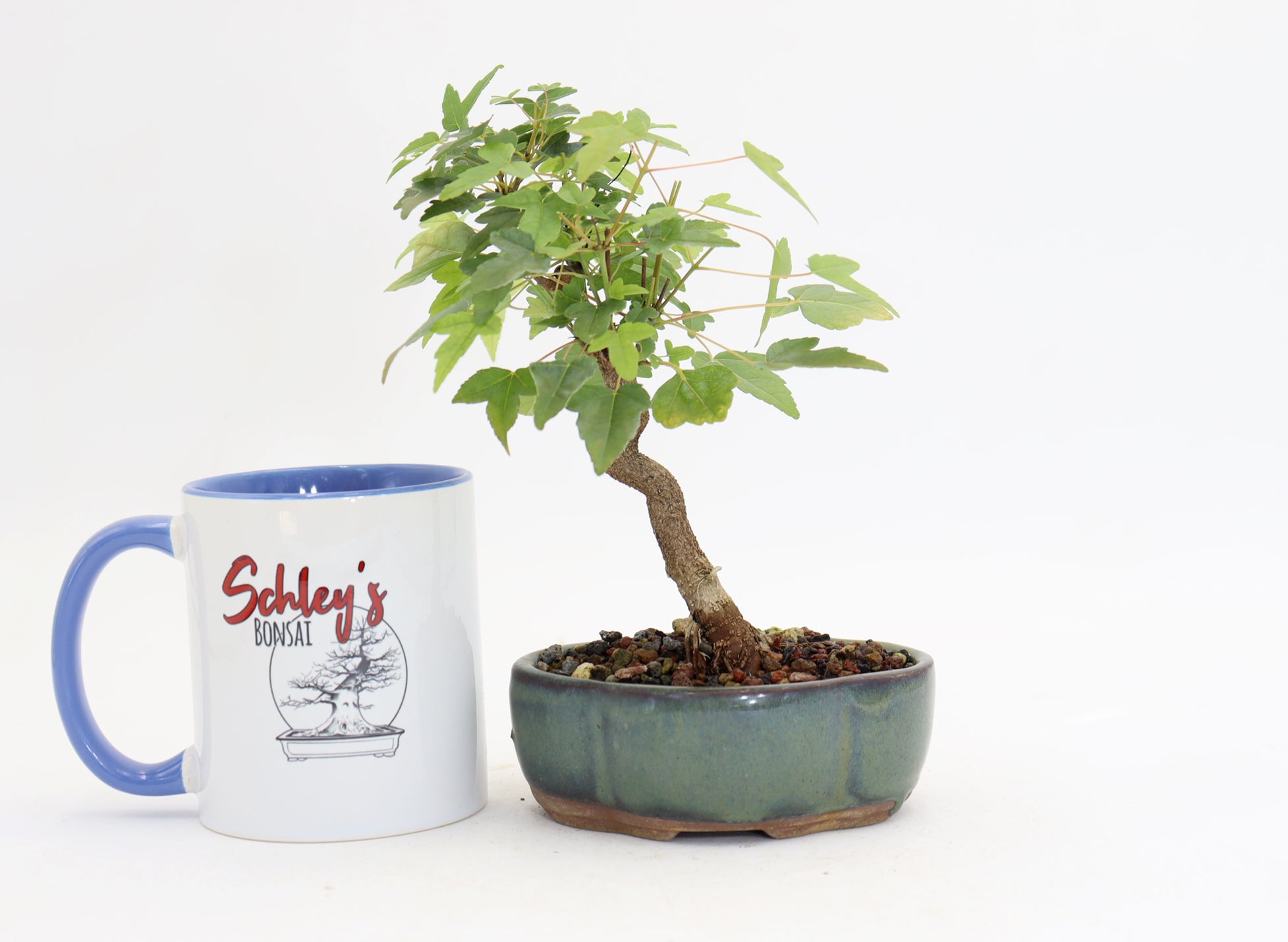 Trident Maple in a 5