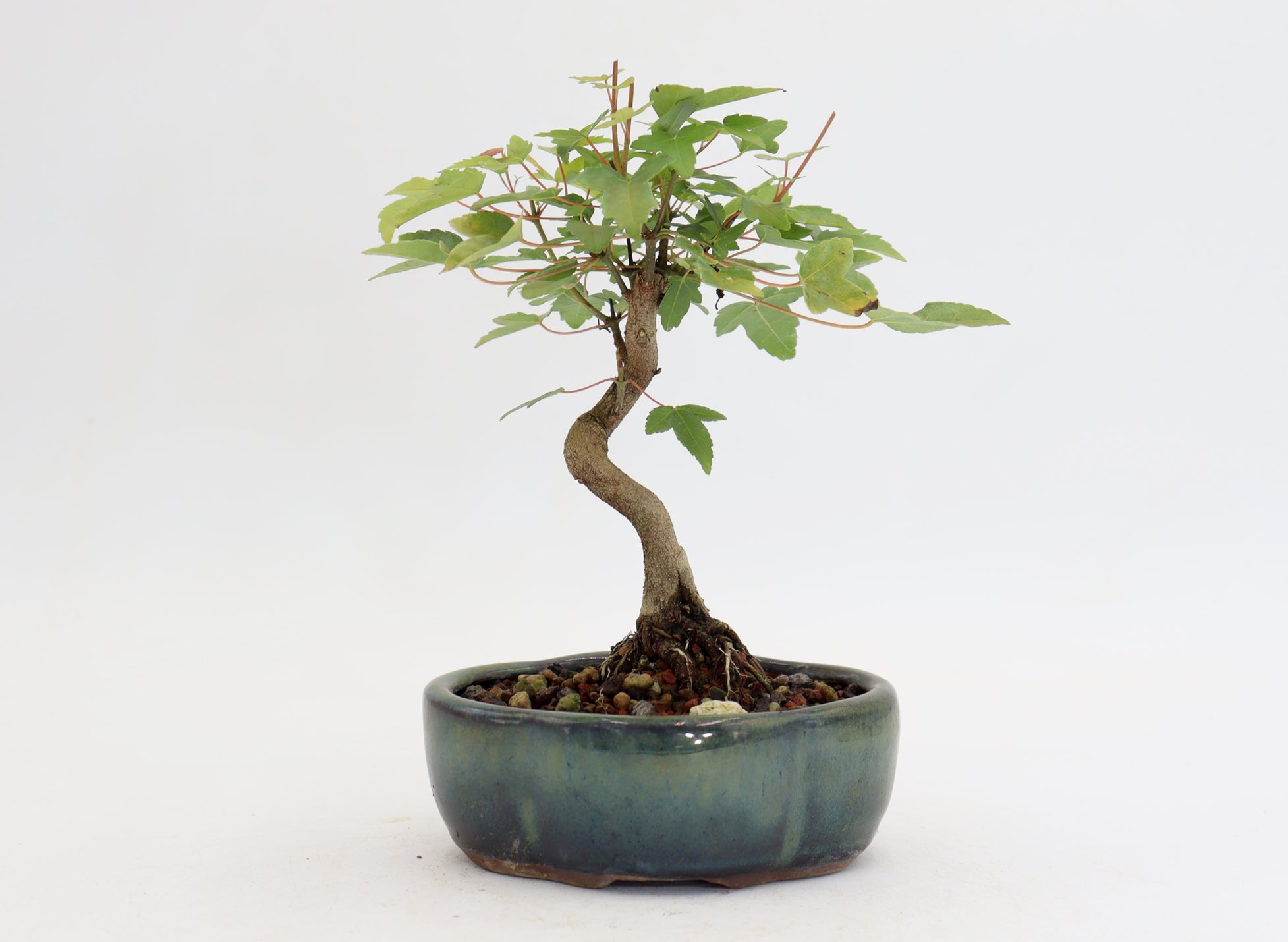 Trident Maple in a 5
