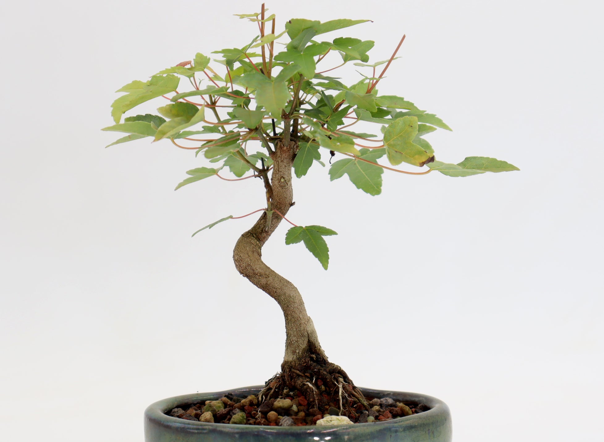 Trident Maple in a 5
