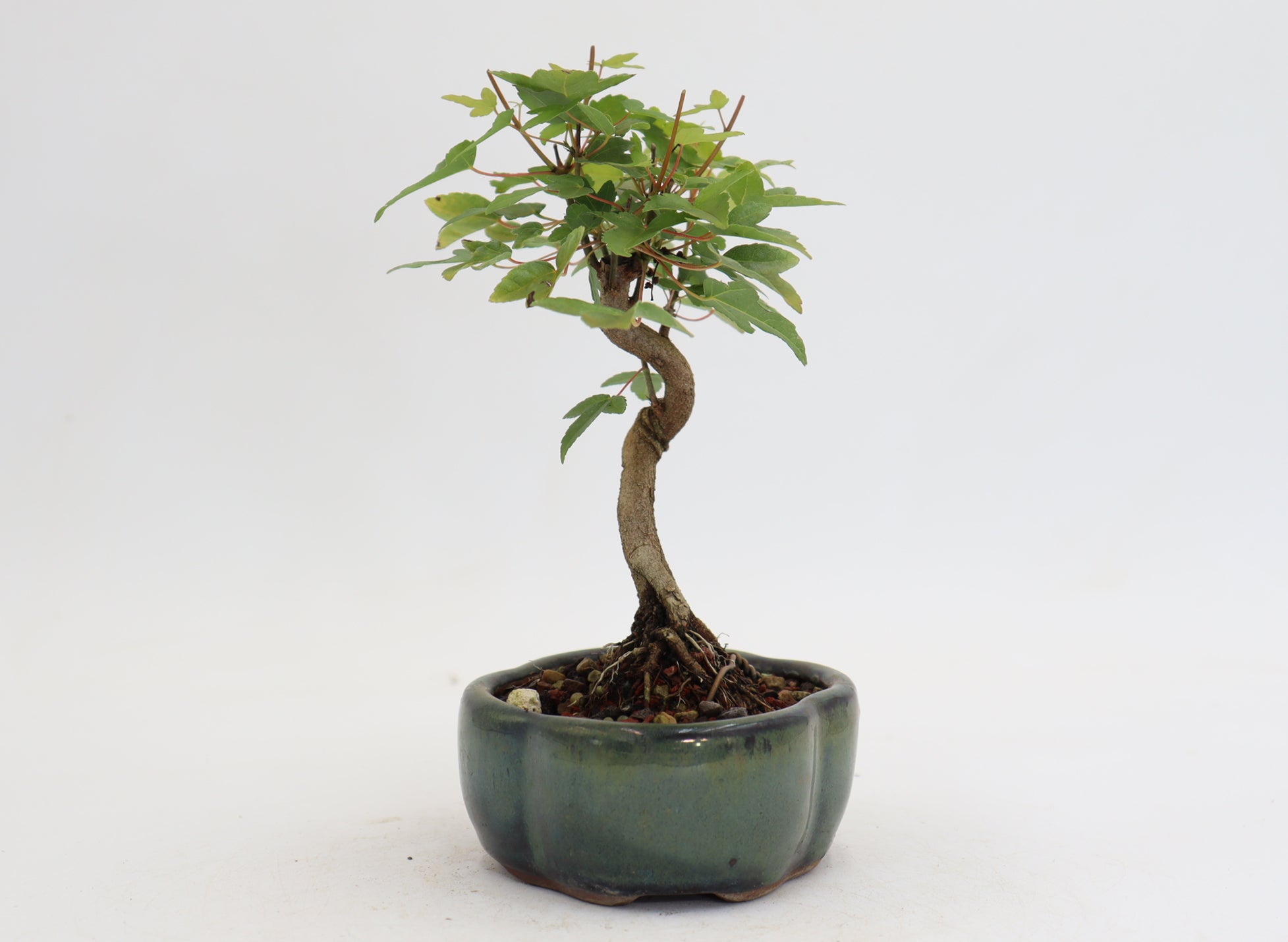 Trident Maple in a 5