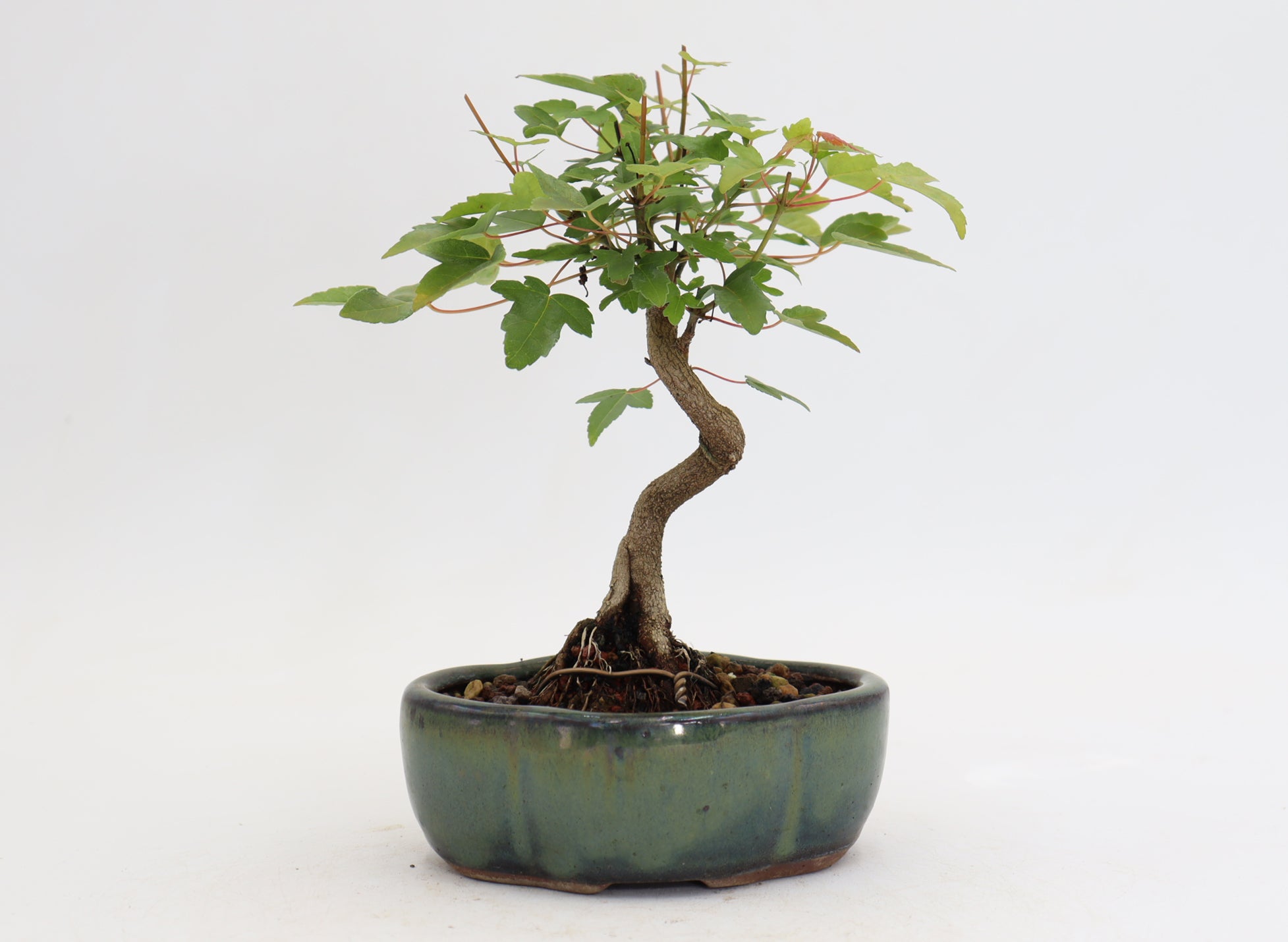 Trident Maple in a 5