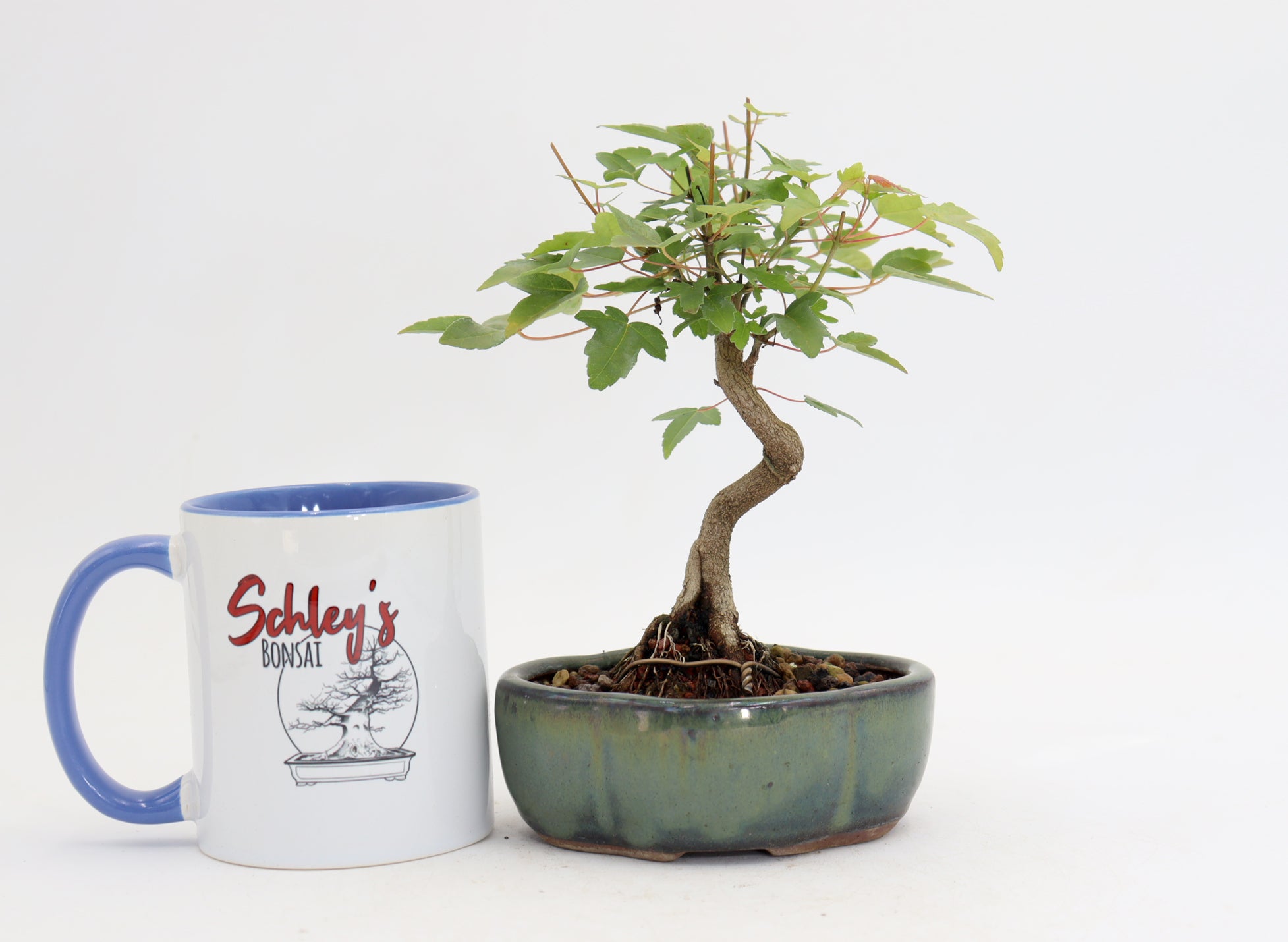 Trident Maple in a 5
