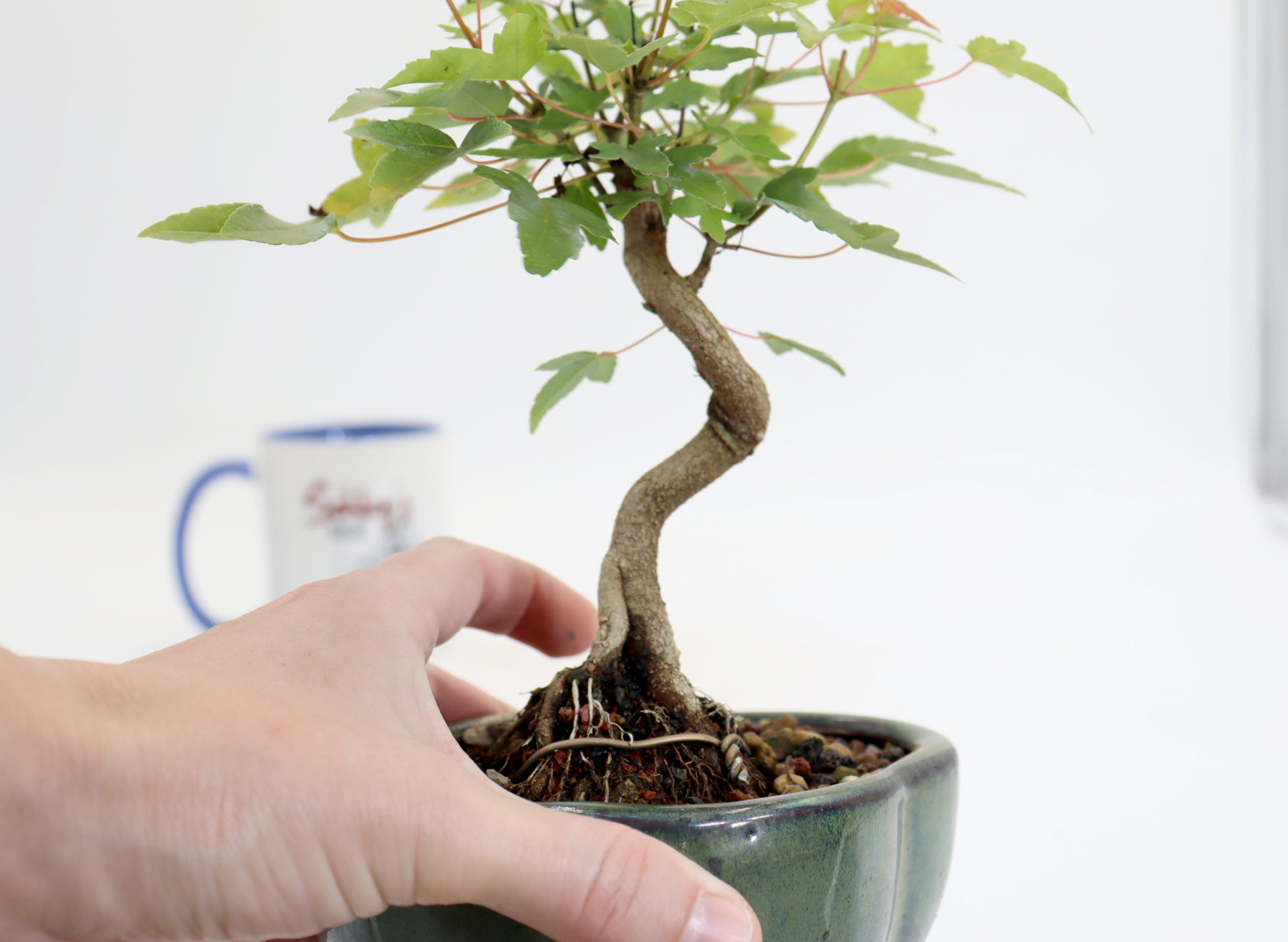Trident Maple in a 5