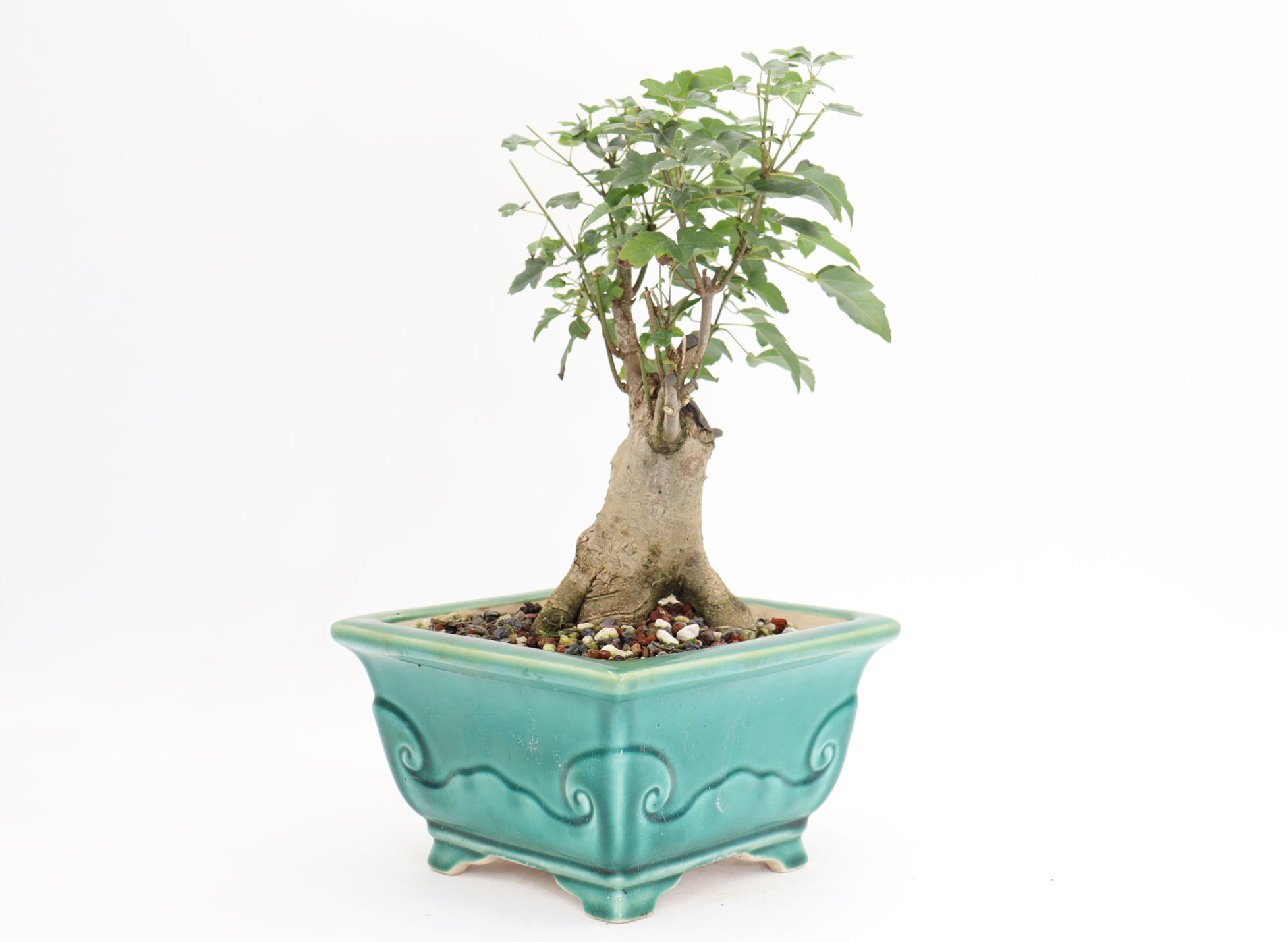 Trident Maple in a Quality 10.5