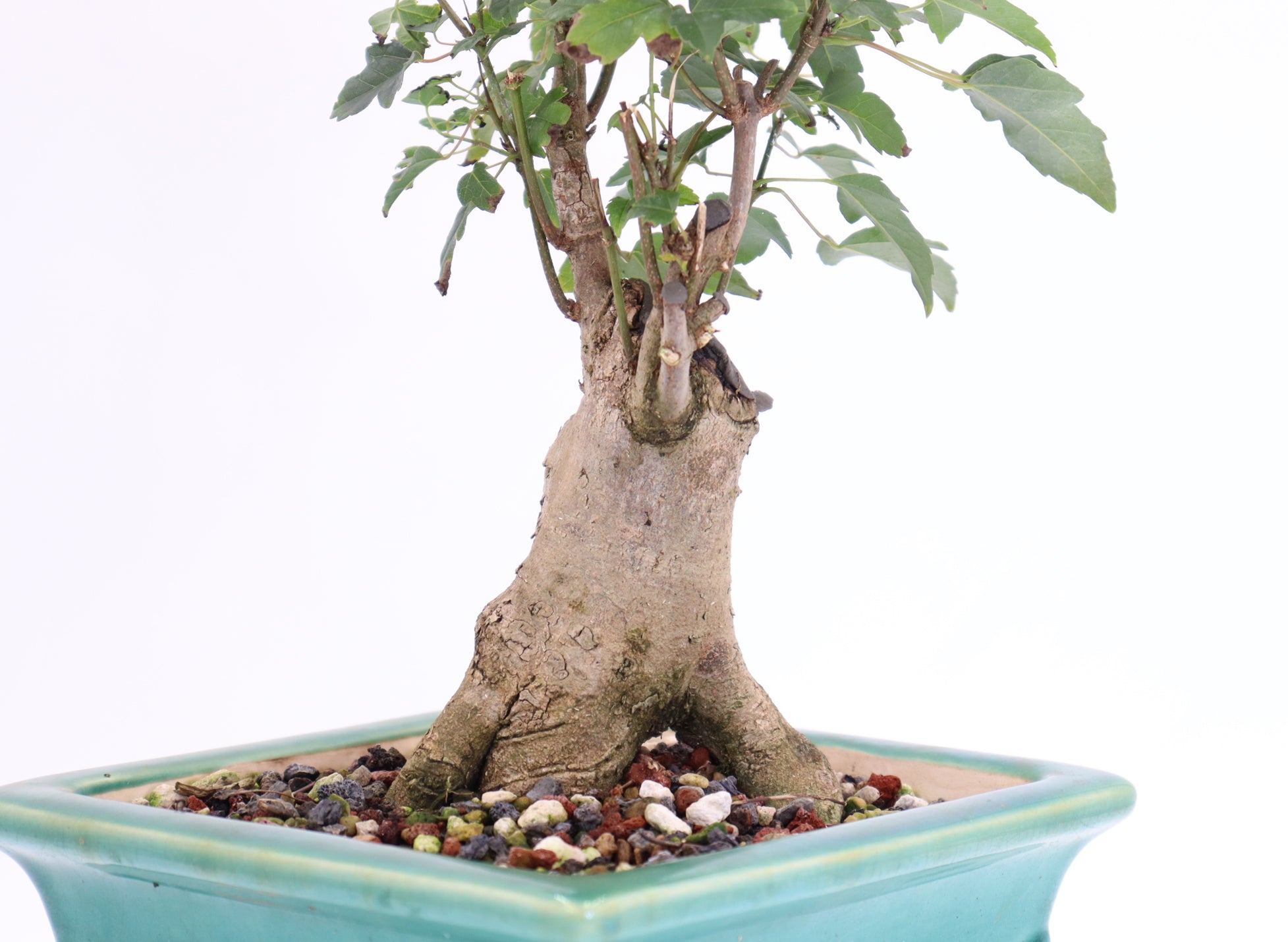 Trident Maple in a Quality 10.5