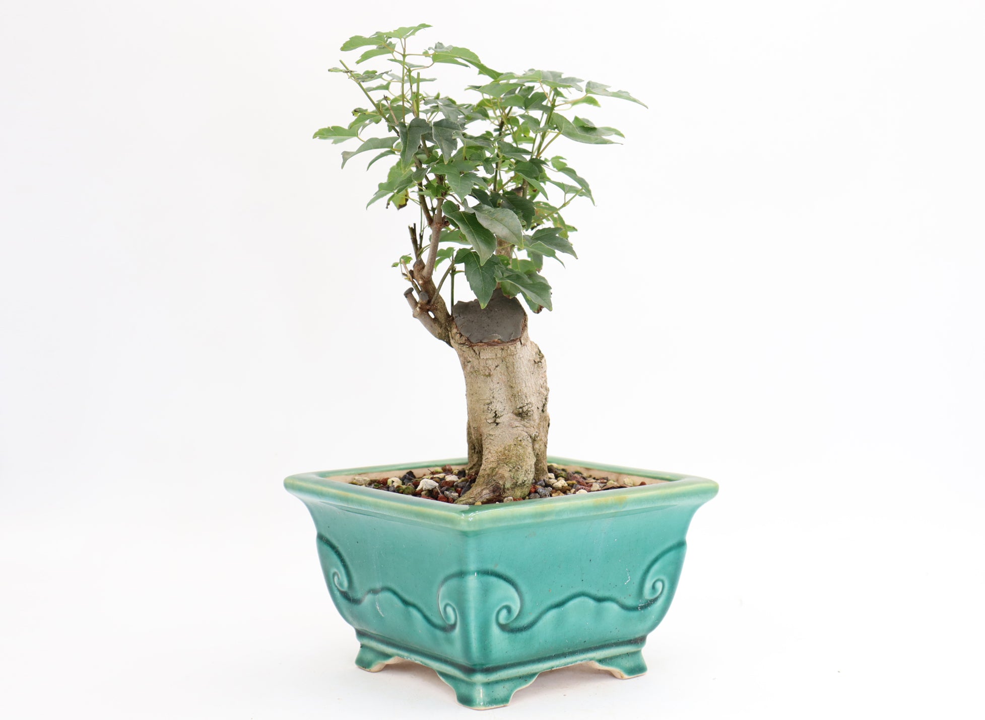 Trident Maple in a Quality 10.5