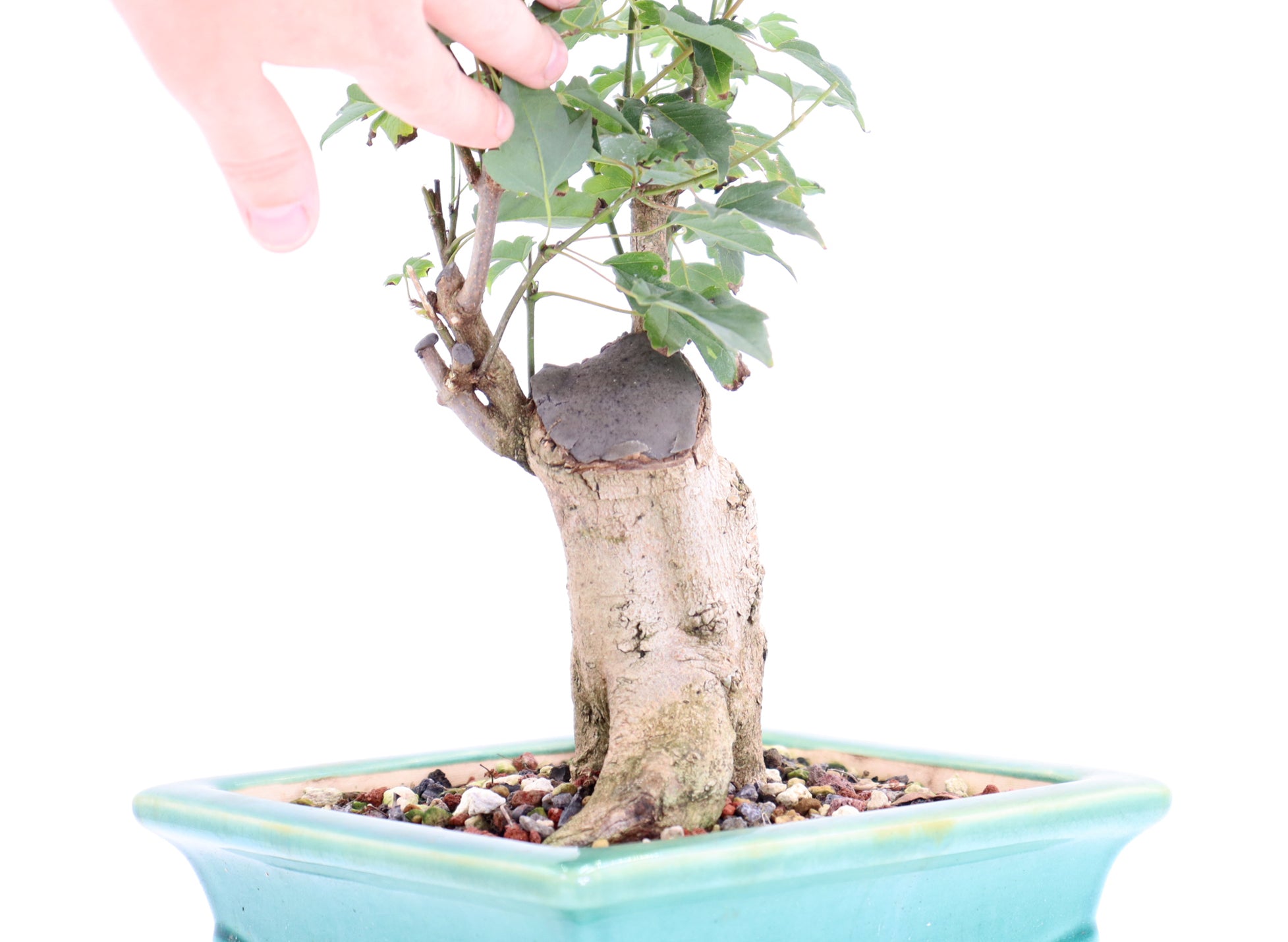 Trident Maple in a Quality 10.5