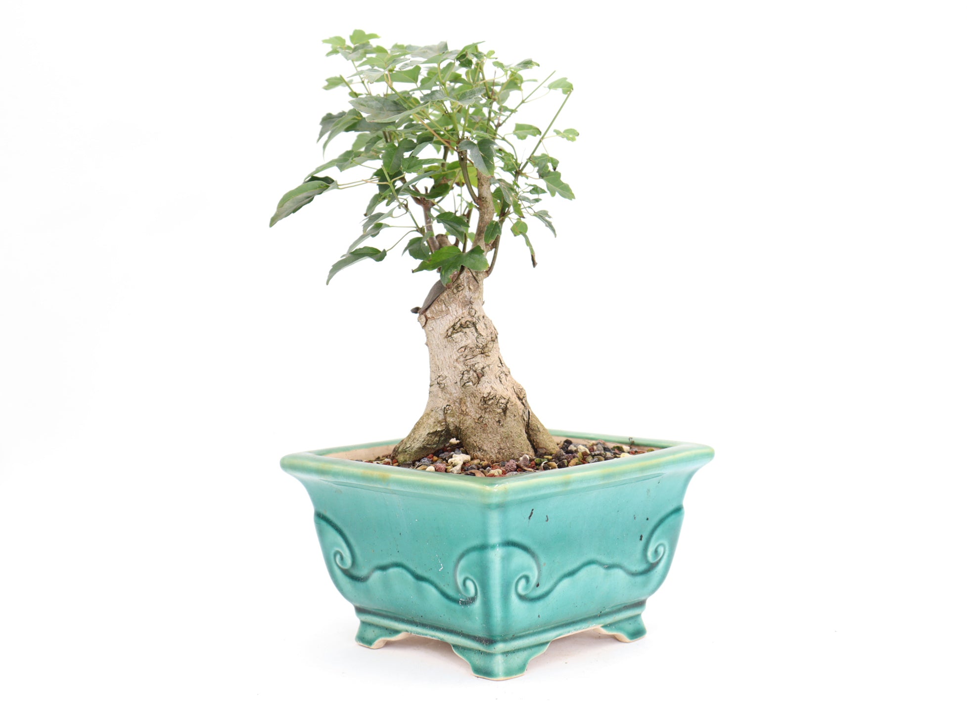 Trident Maple in a Quality 10.5