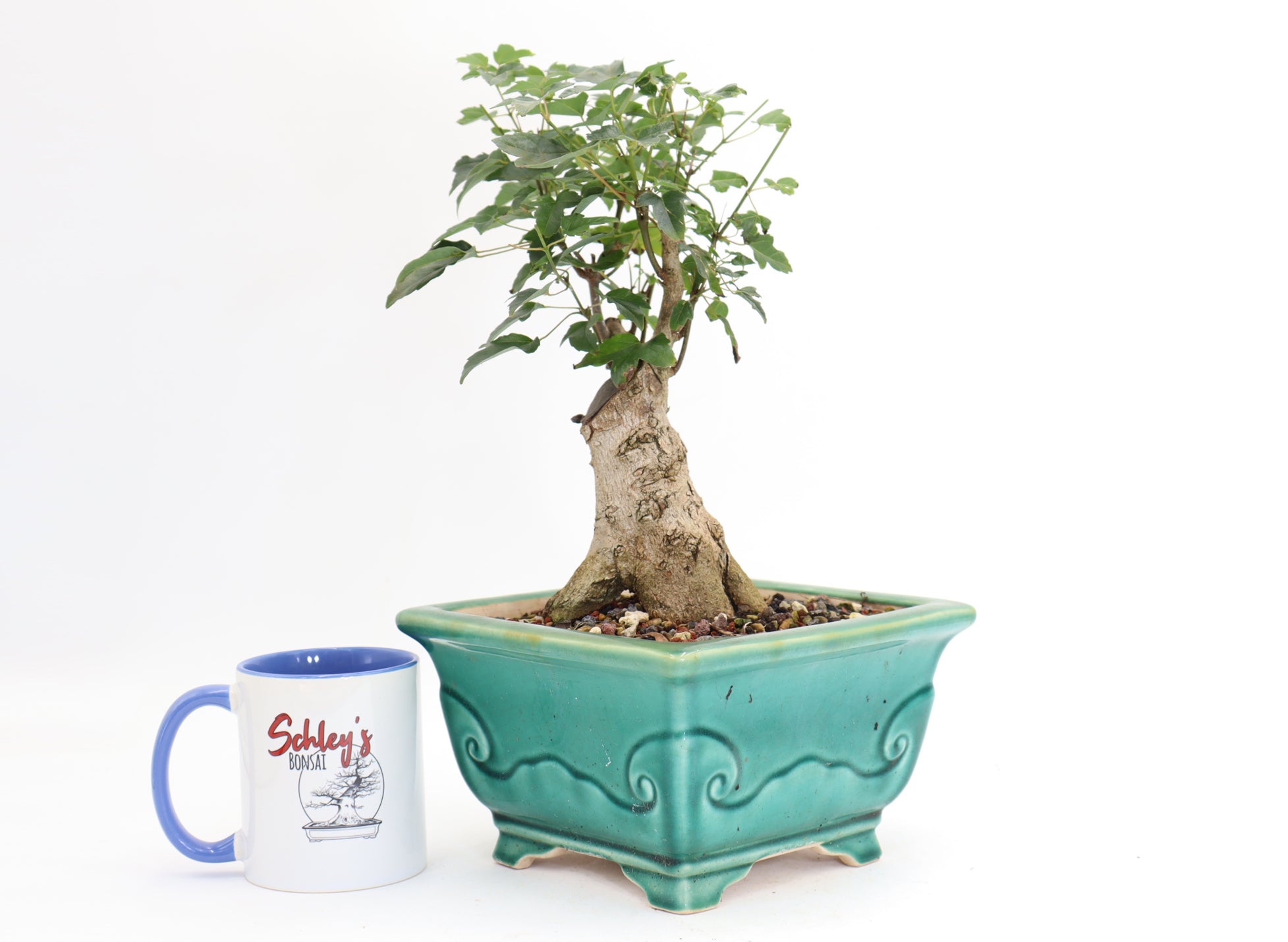 Trident Maple in a Quality 10.5