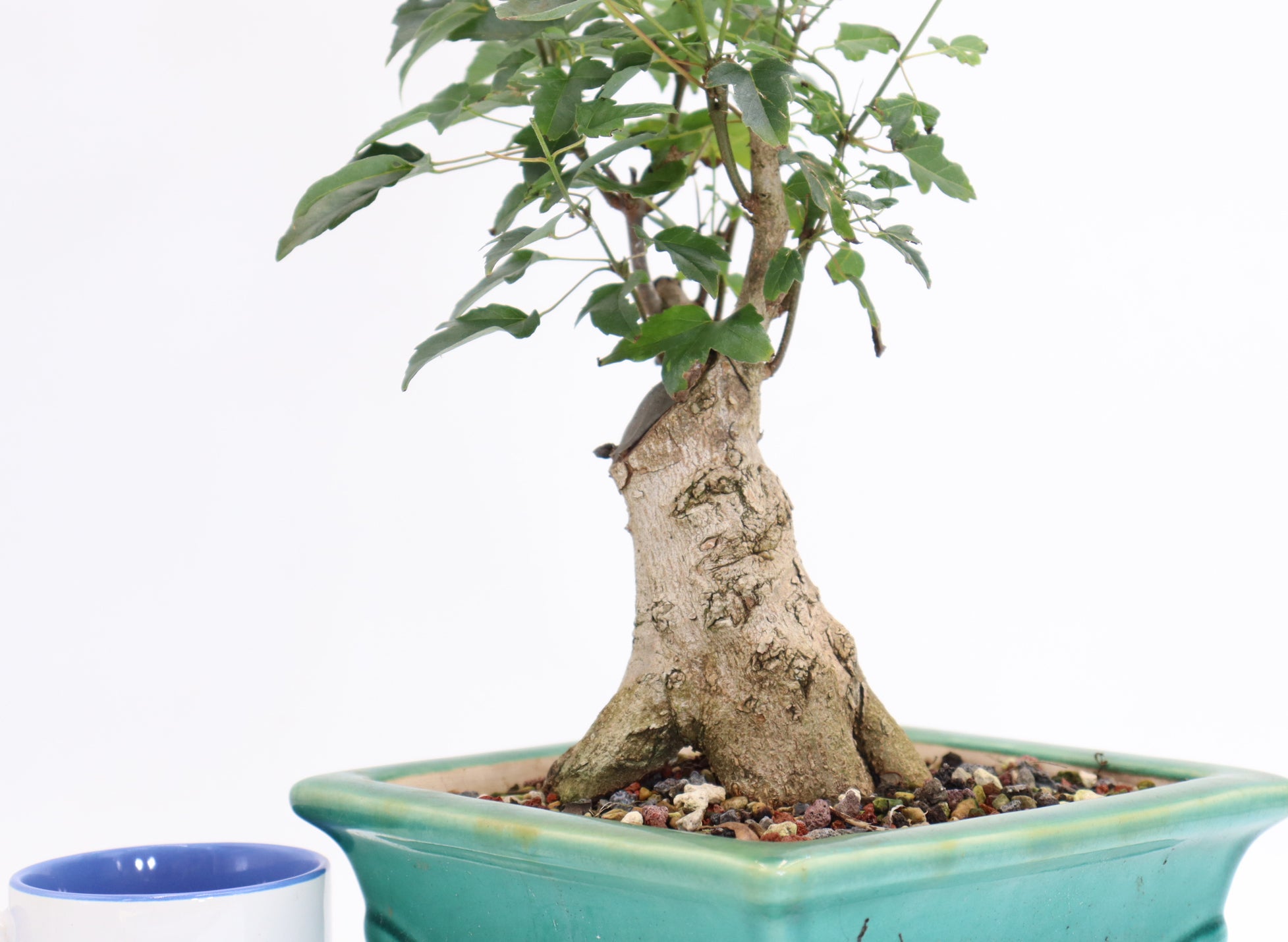 Trident Maple in a Quality 10.5