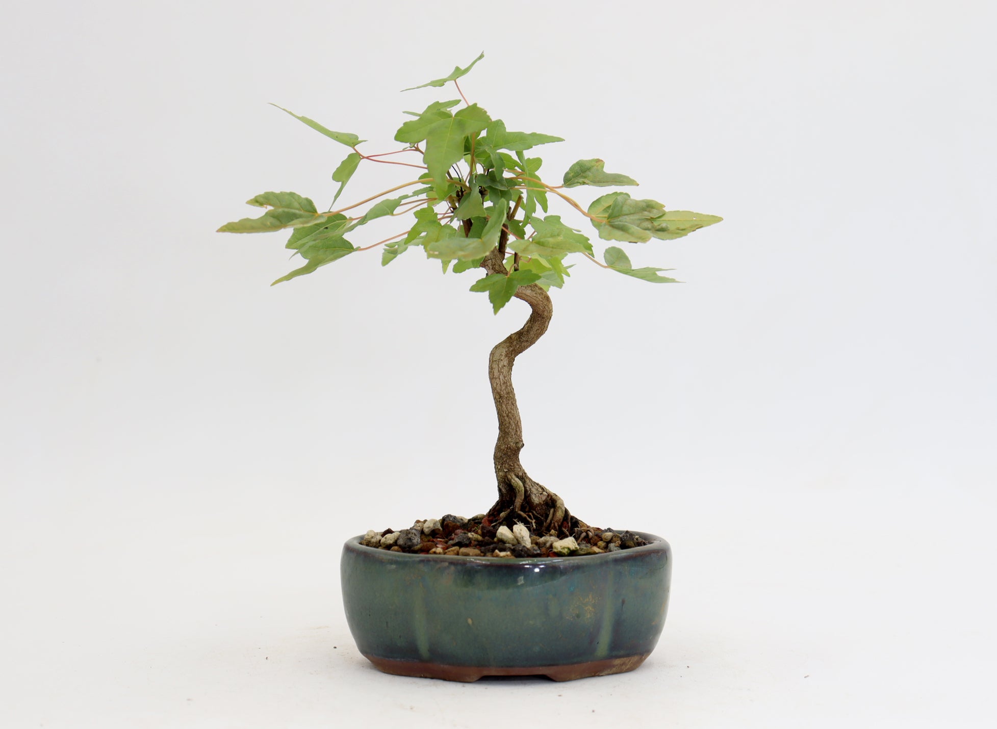 Trident Maple in a 5