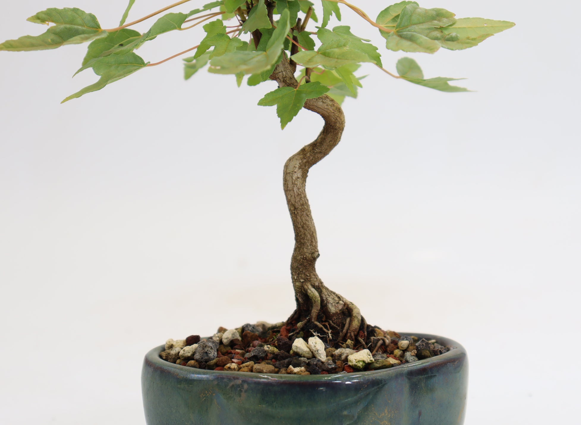 Trident Maple in a 5