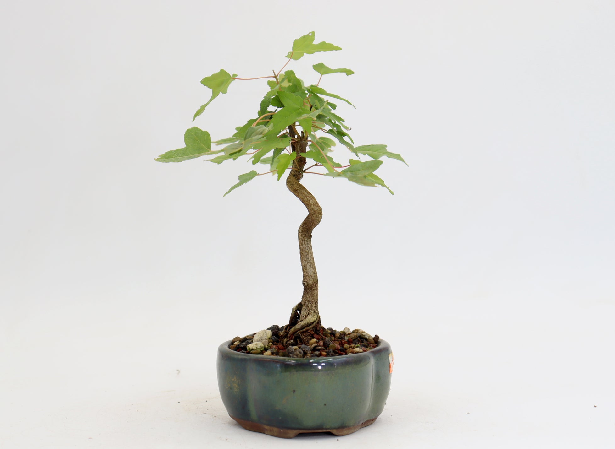 Trident Maple in a 5
